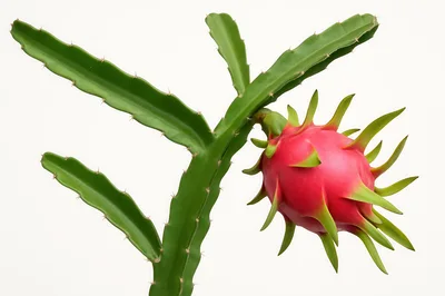 Dragon Fruit Growing on a Cactus Branch
