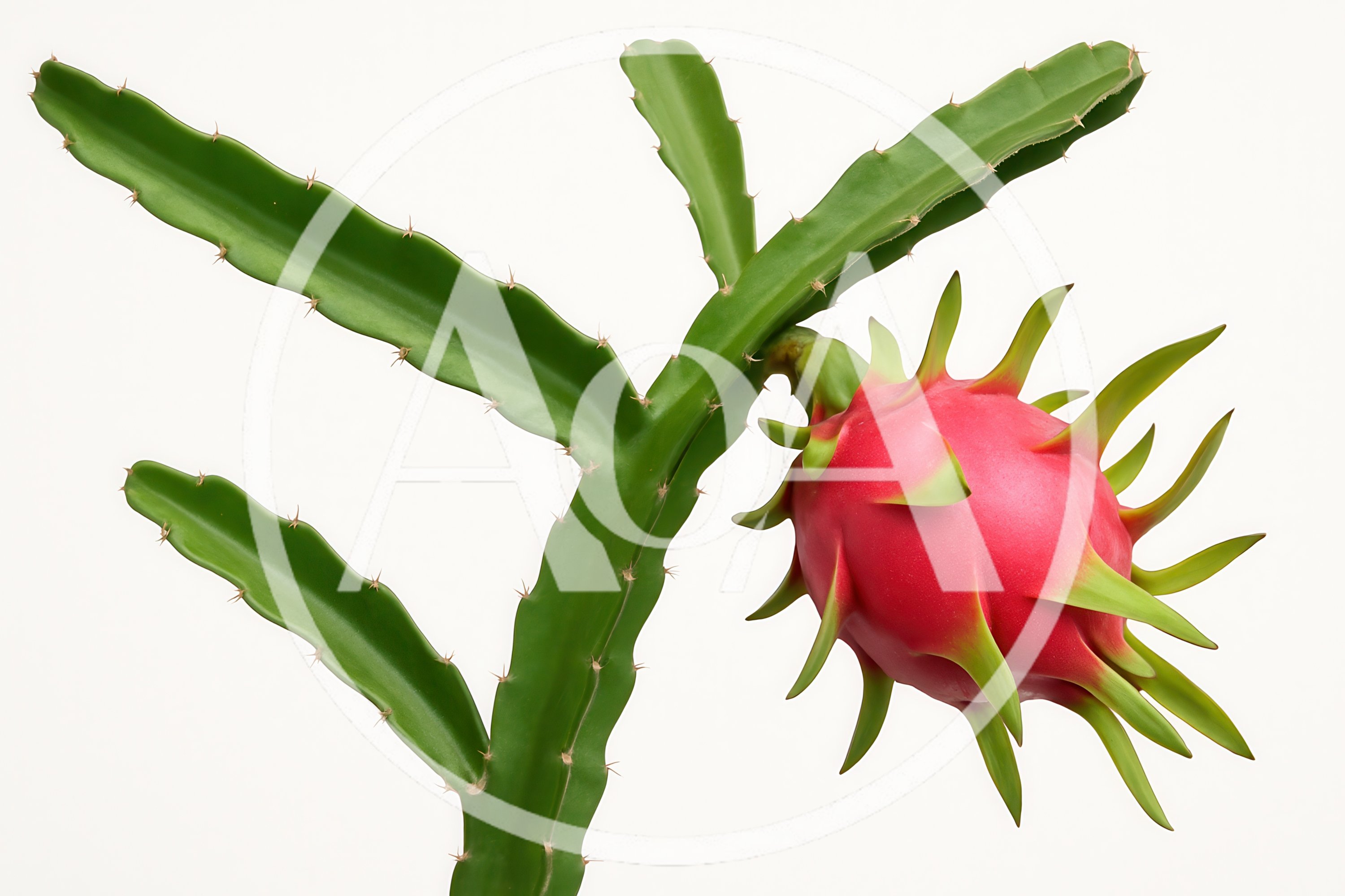Dragon Fruit Growing on a Cactus Branch