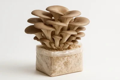 Oyster Mushroom Cluster Growing From Substrate Block
