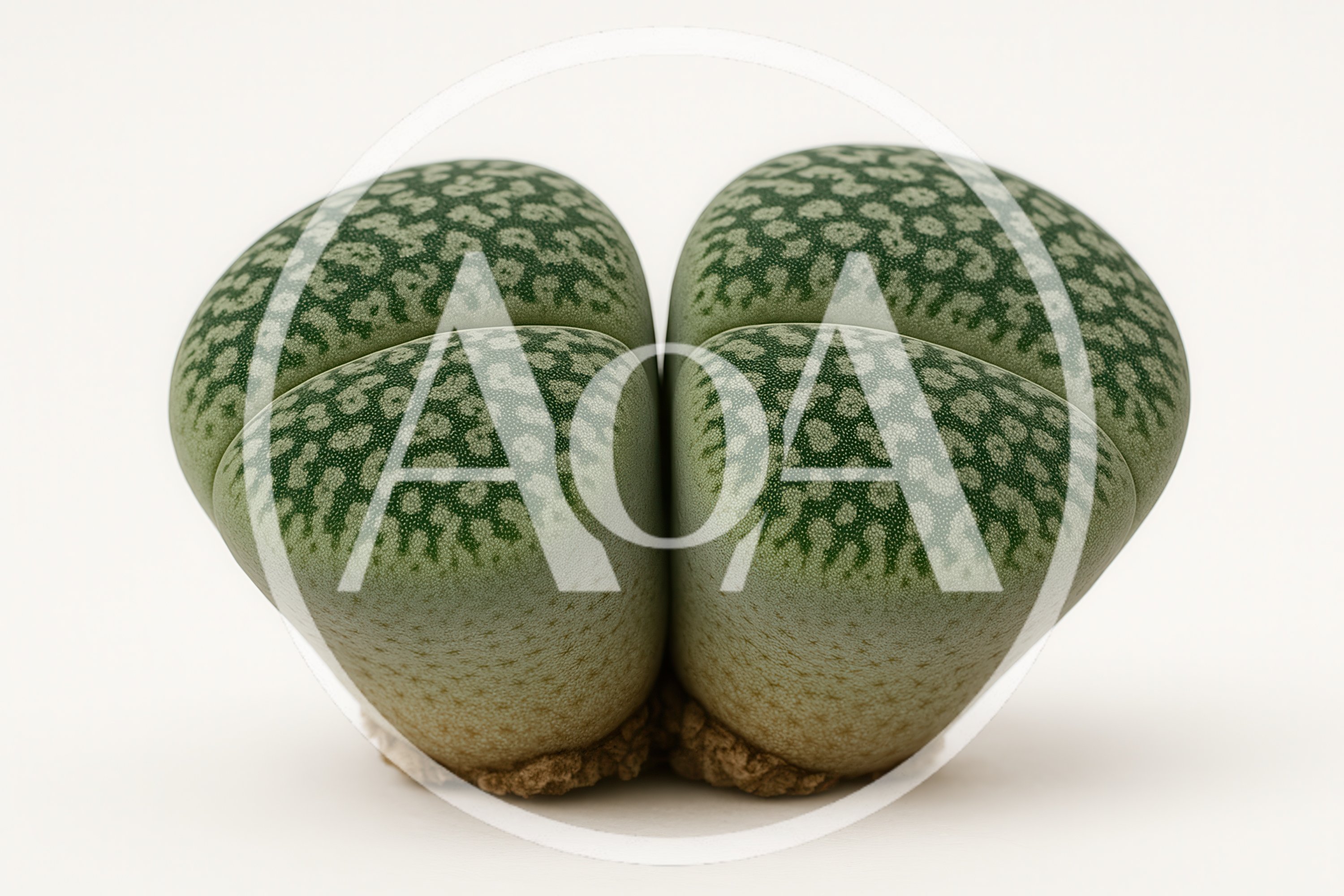 Lithops Living Stone Succulent Plant Isolated On White