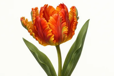 Single Parrot Tulip Flower With Vibrant Orange Petals