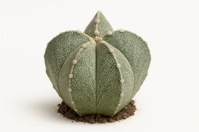 Astrophytum Myriostigma Cactus Isolated On White Background