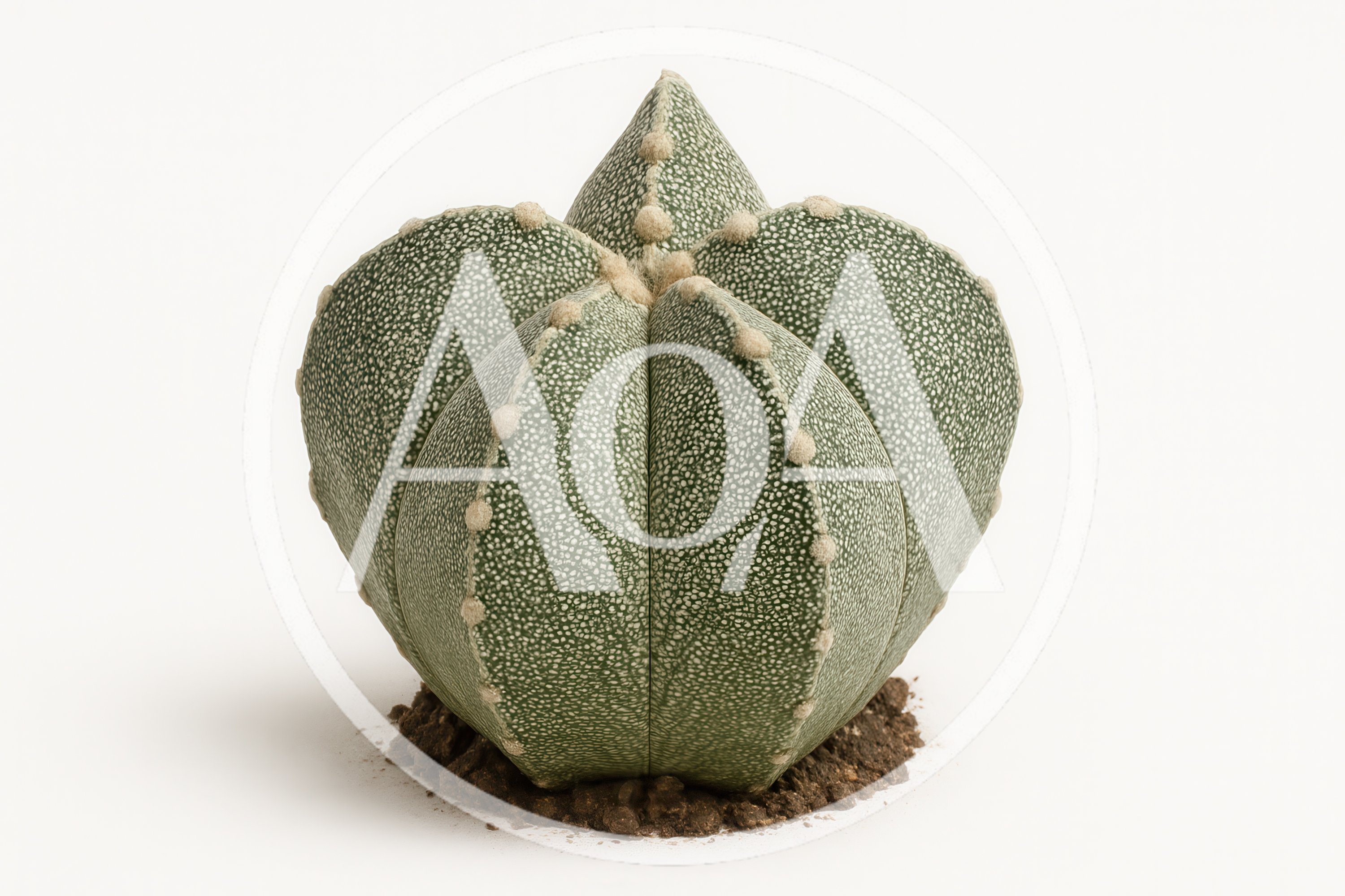 Astrophytum Myriostigma Cactus Isolated On White Background