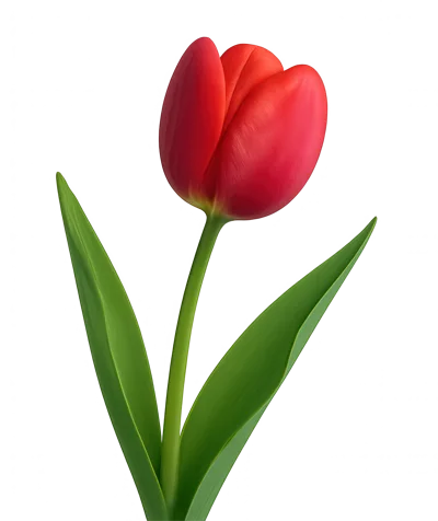 Single Red Tulip Flower Isolated On White Background