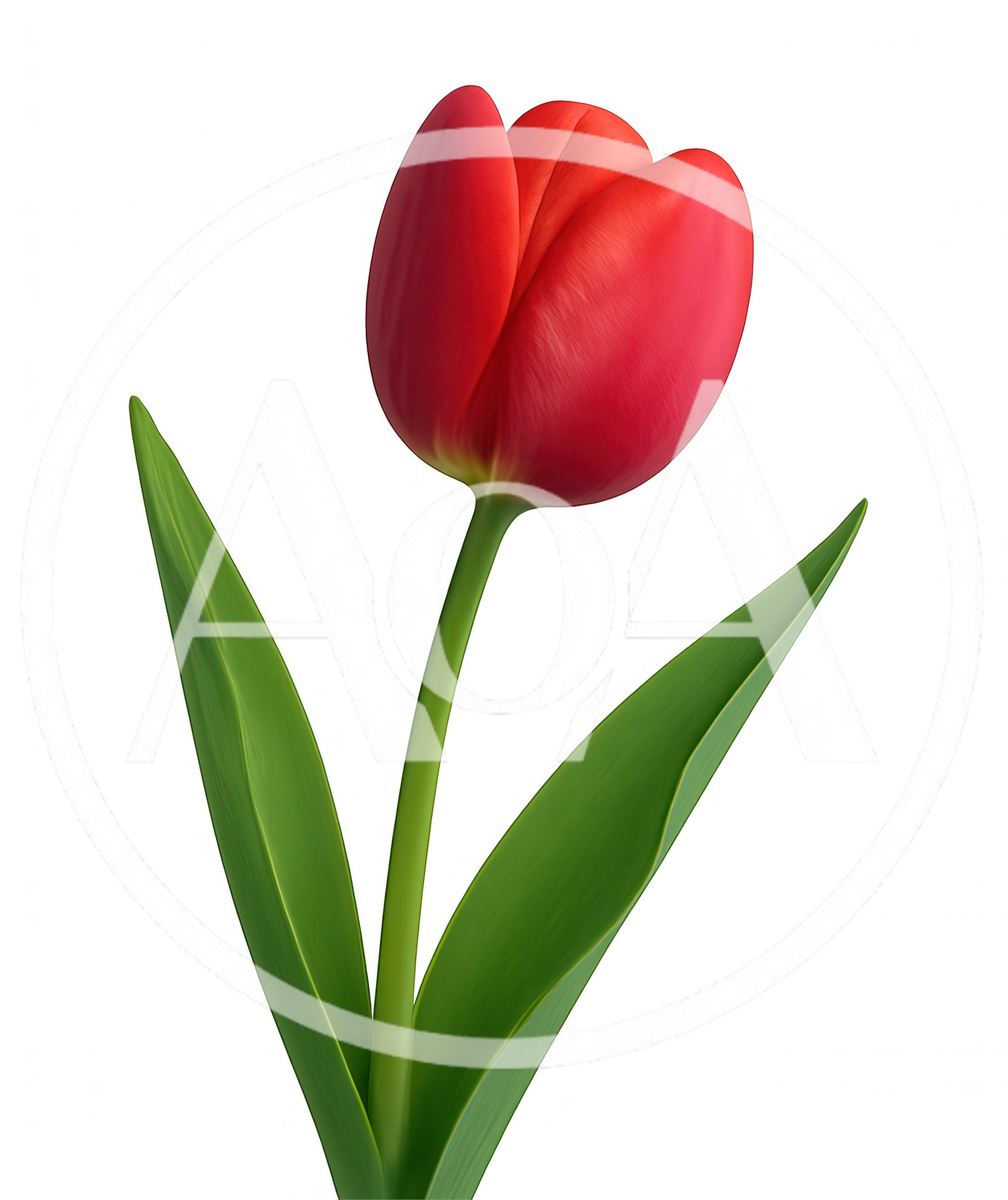 Single Red Tulip Flower Isolated On White Background