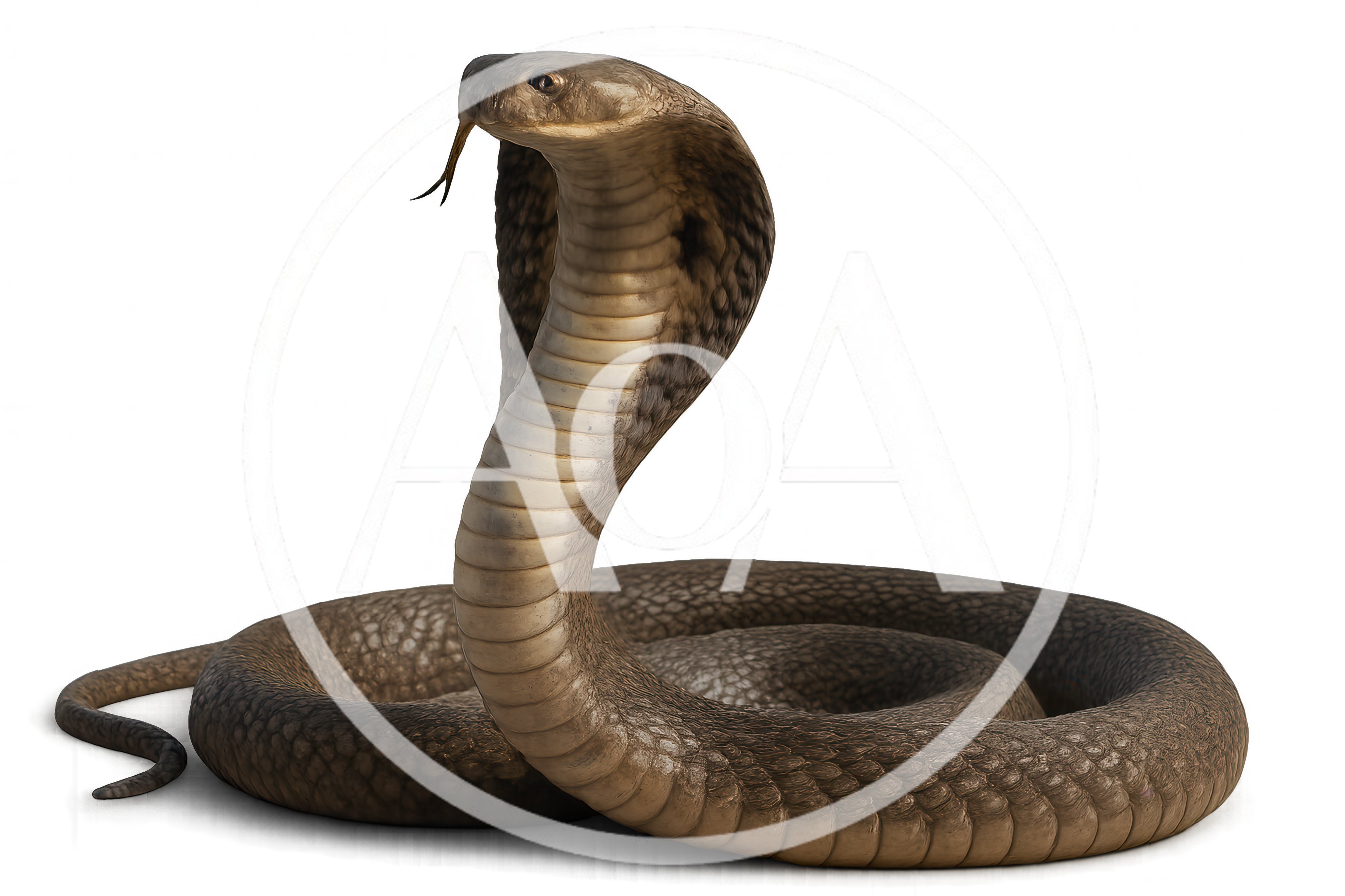 Cobra Snake With Hood Raised In Defensive Posture