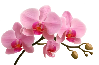 Pink Phalaenopsis Orchid Branch With Buds