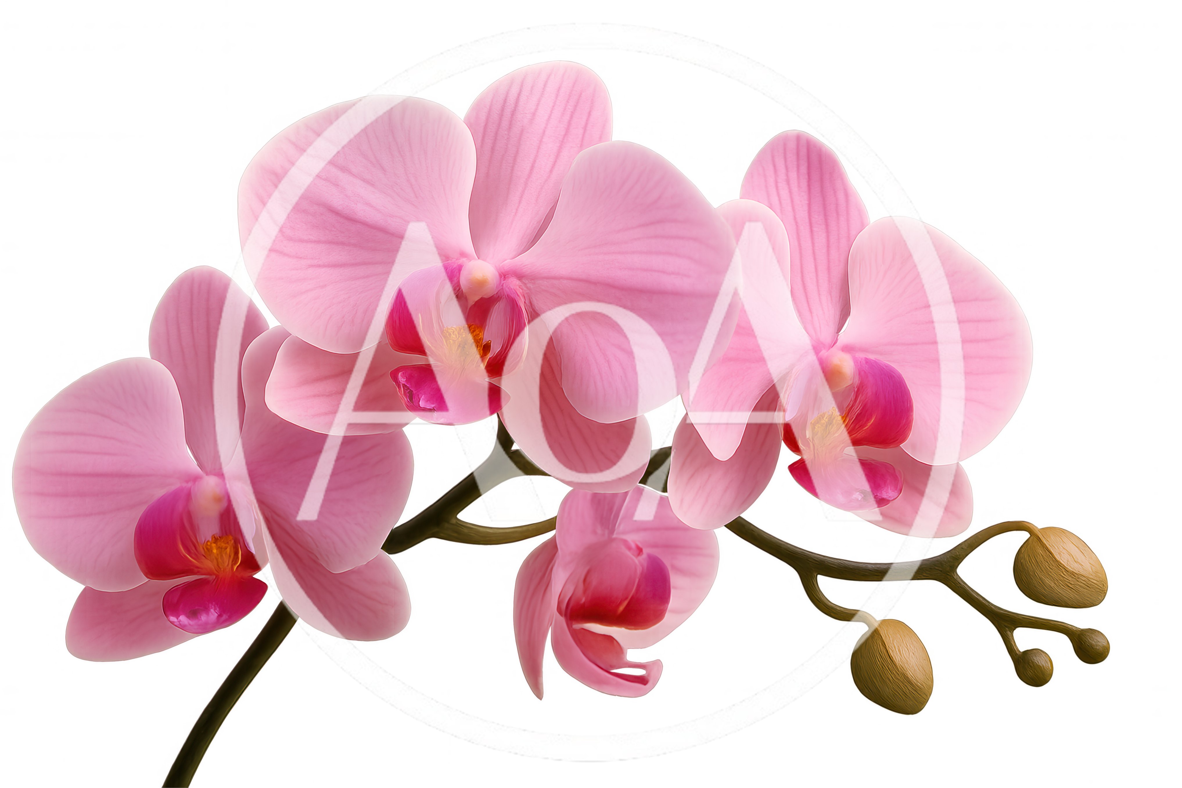 Pink Phalaenopsis Orchid Branch With Buds