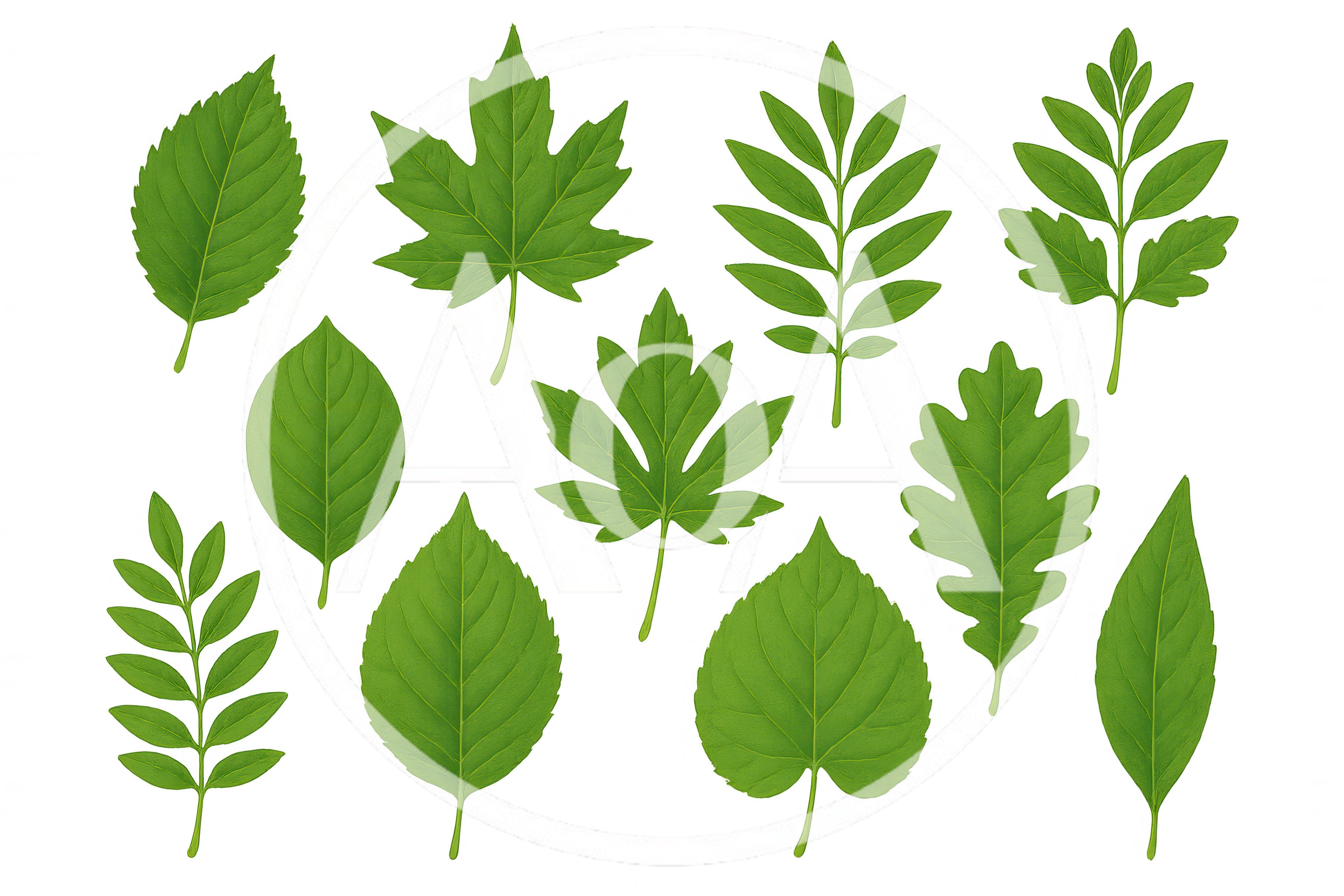 Collection Of Various Green Botanical Leaf Illustrations