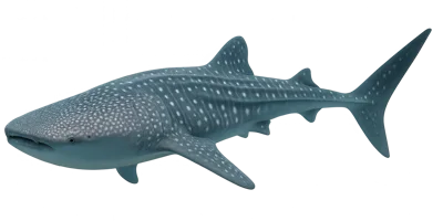 Whale Shark Swimming In Deep Blue Ocean Waters