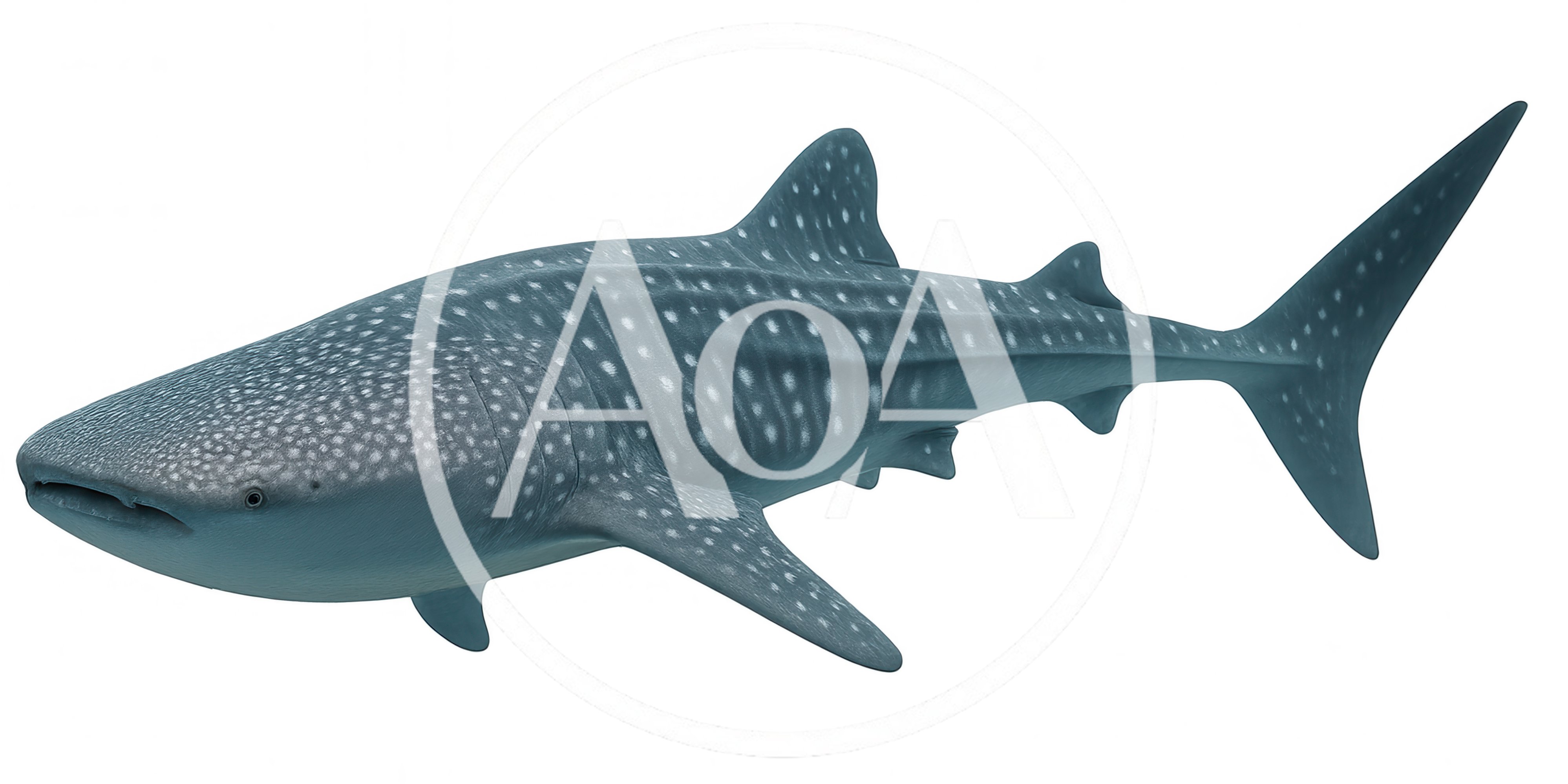 Whale Shark Swimming In Deep Blue Ocean Waters