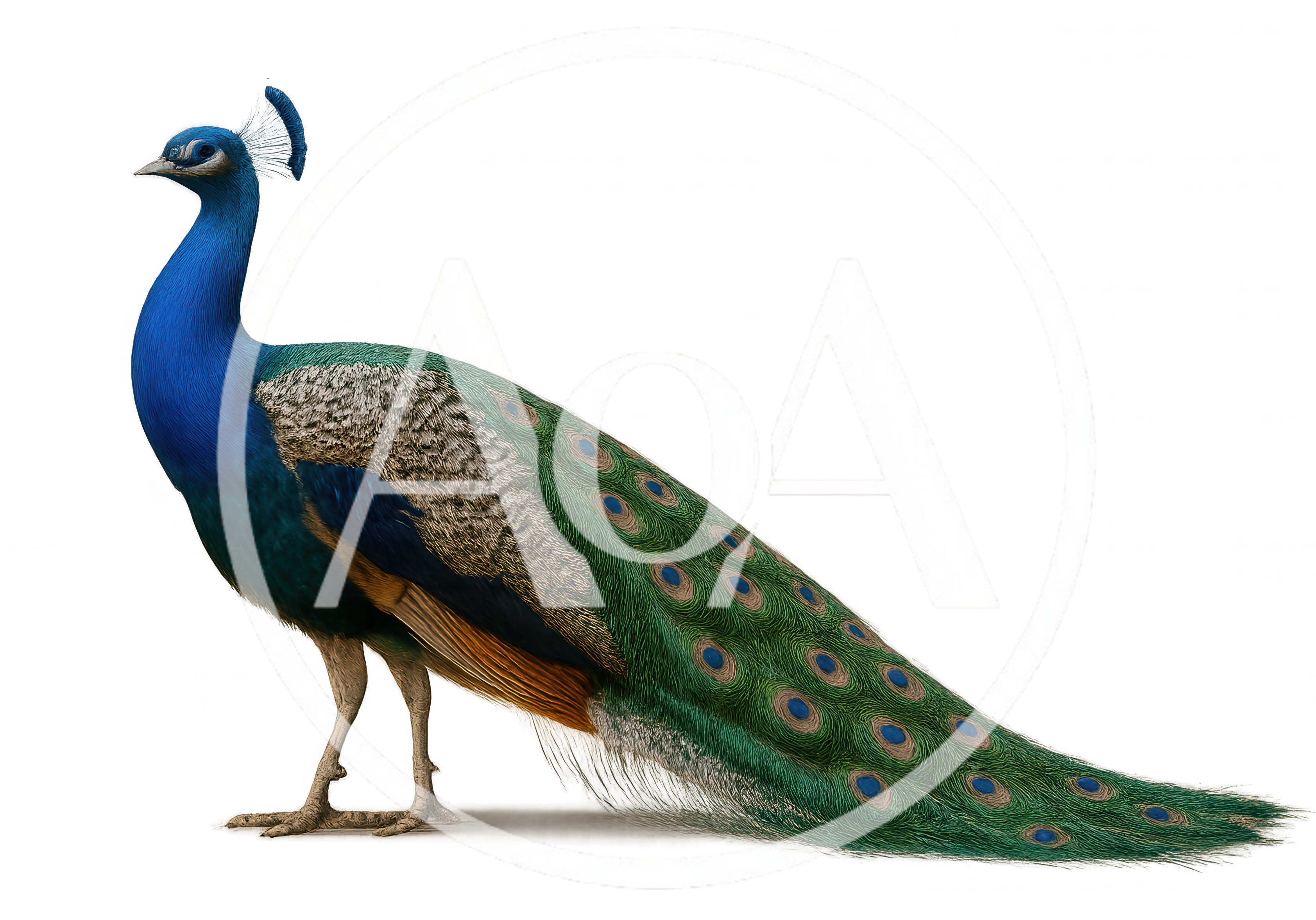 Full Body Profile Of A Male Indian Peacock