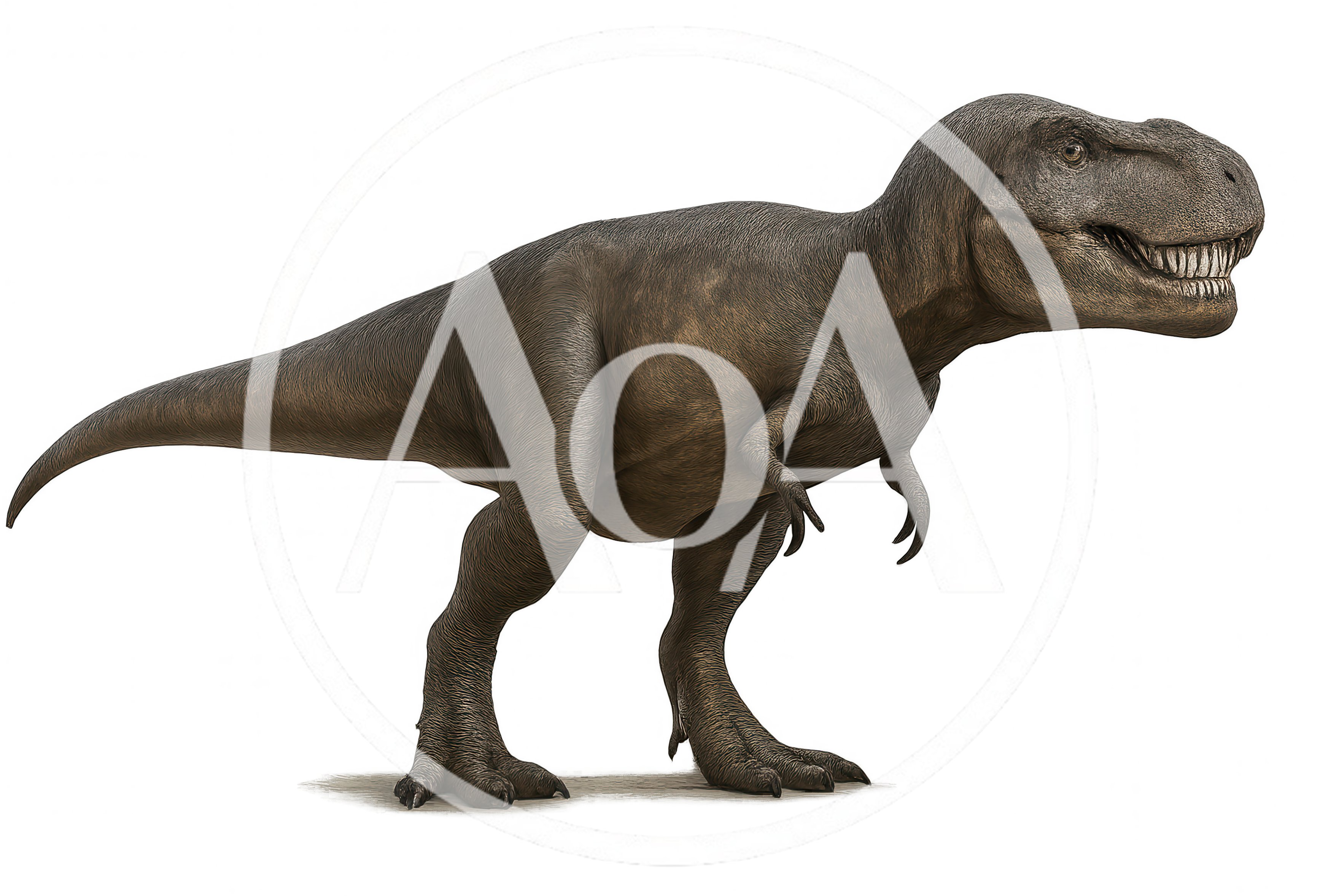 Realistic Tyrannosaurus Rex Dinosaur Standing On White Background