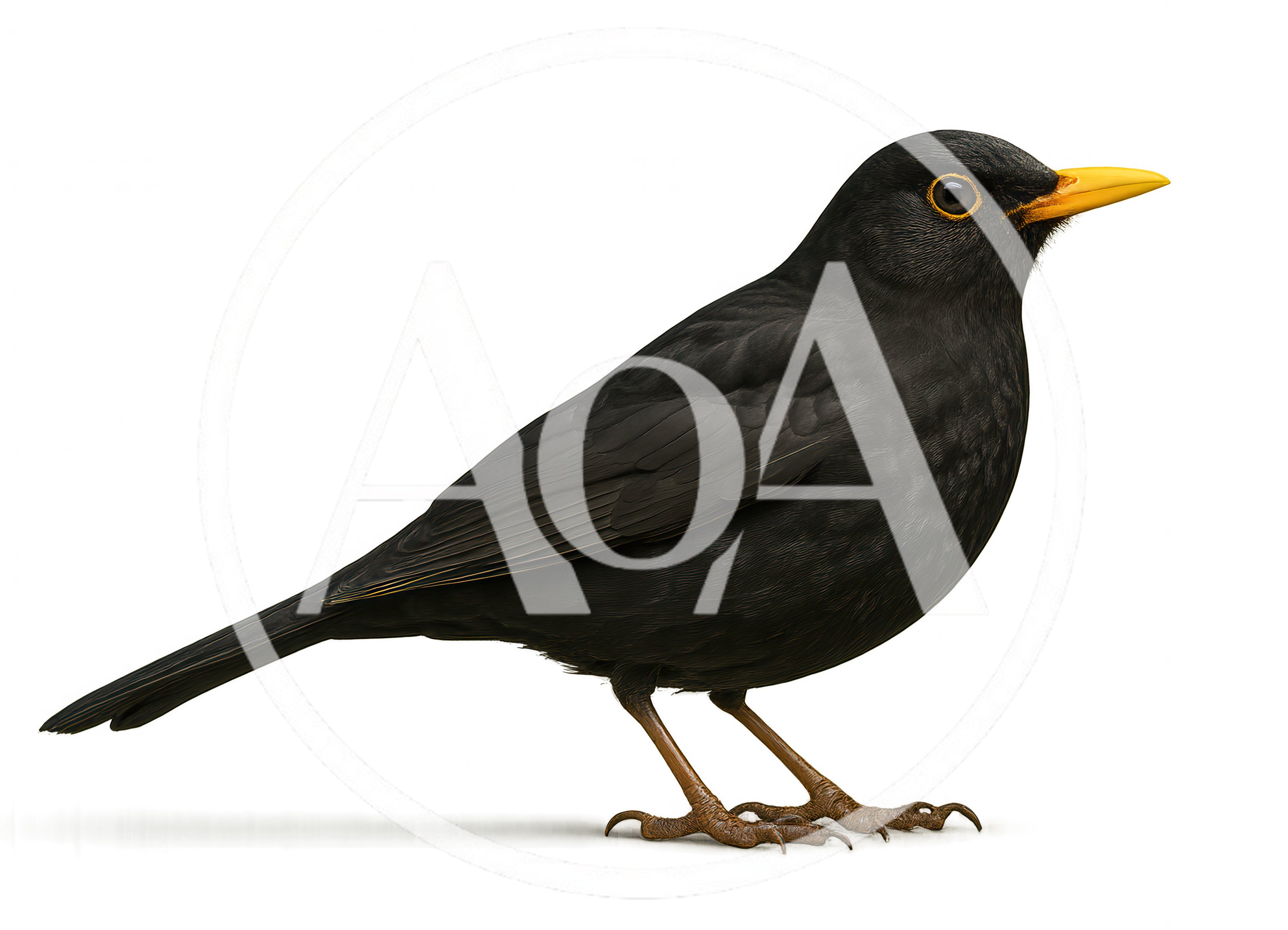 Common Blackbird Standing Isolated On White Background