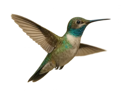 Blue-Throated Hummingbird Hovering In Mid-Air