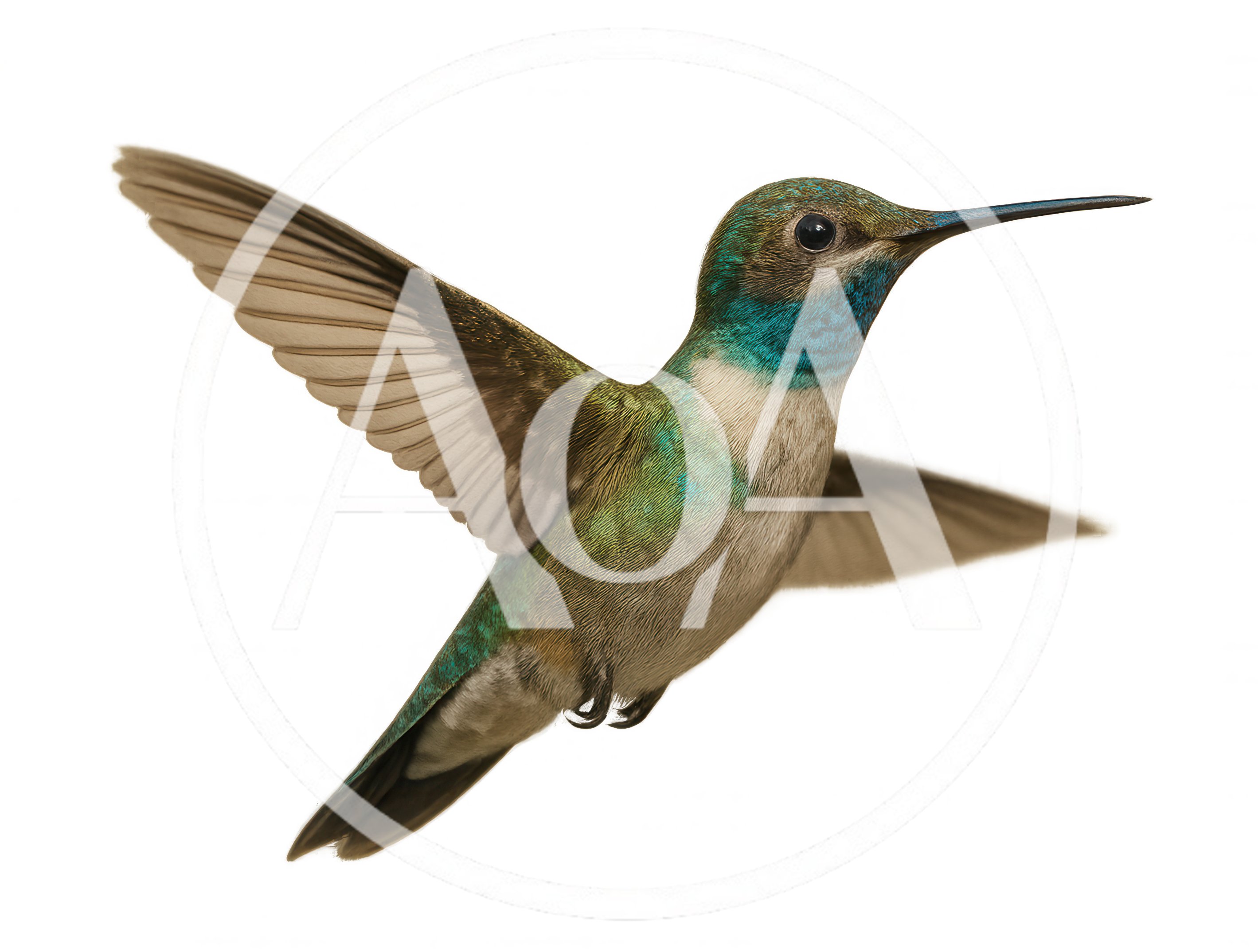 Blue-Throated Hummingbird Hovering In Mid-Air