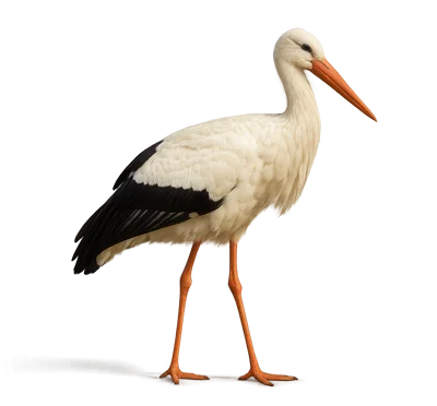 Full Body Portrait Of A White Stork