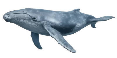 Humpback Whale Swimming Isolated On White Background