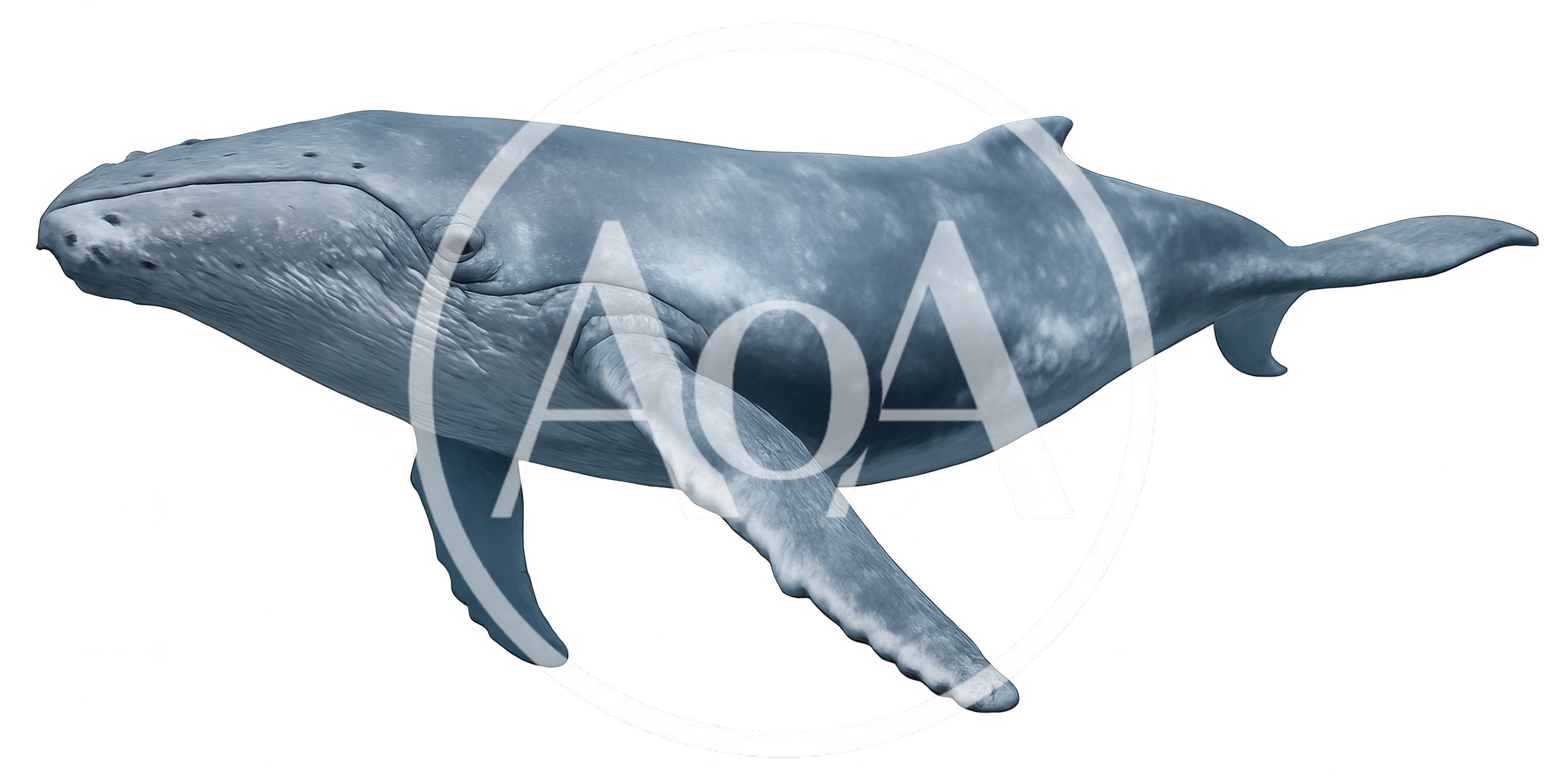 Humpback Whale Swimming Isolated On White Background