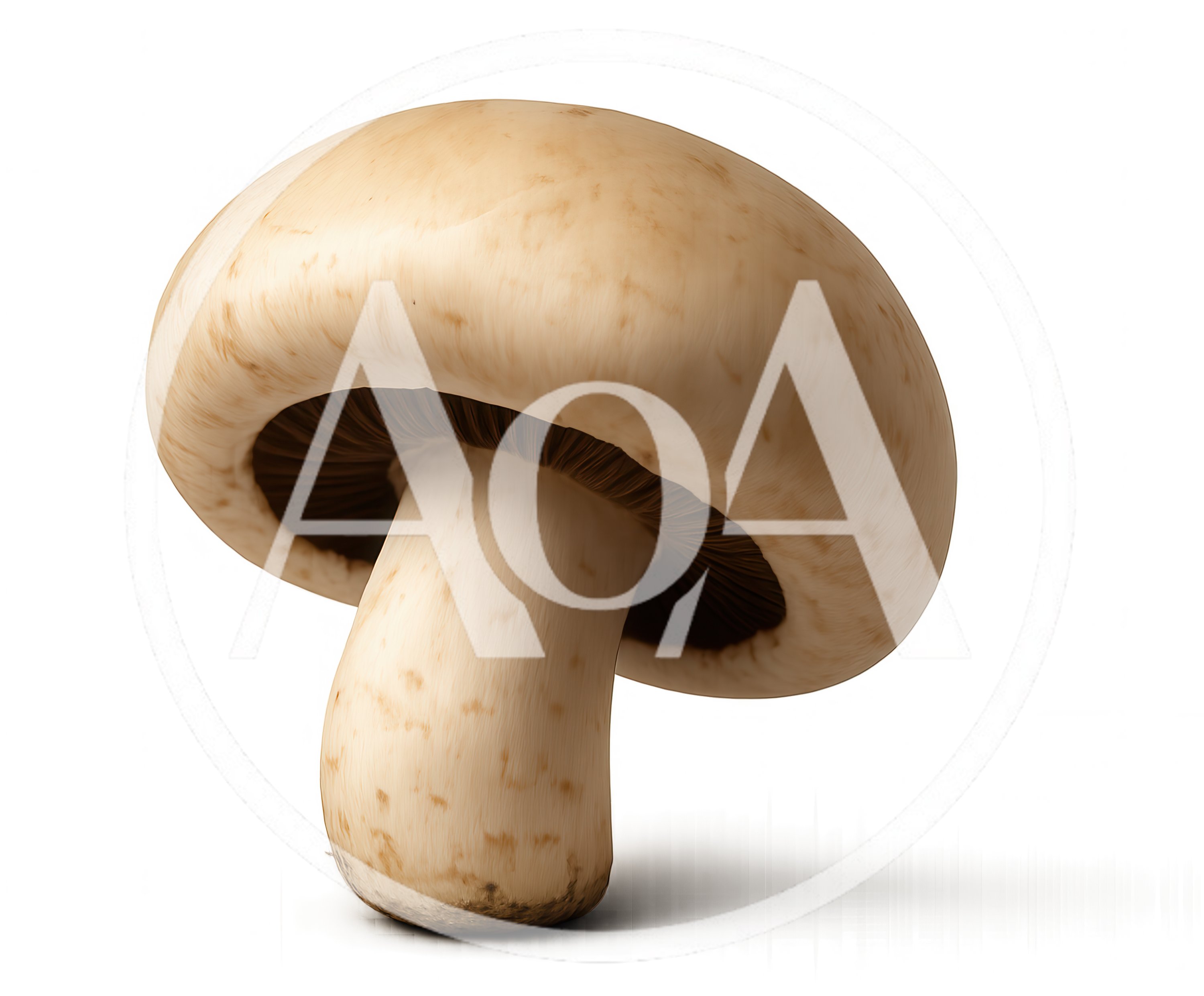 Single Fresh Brown Cremini Mushroom Isolated On White