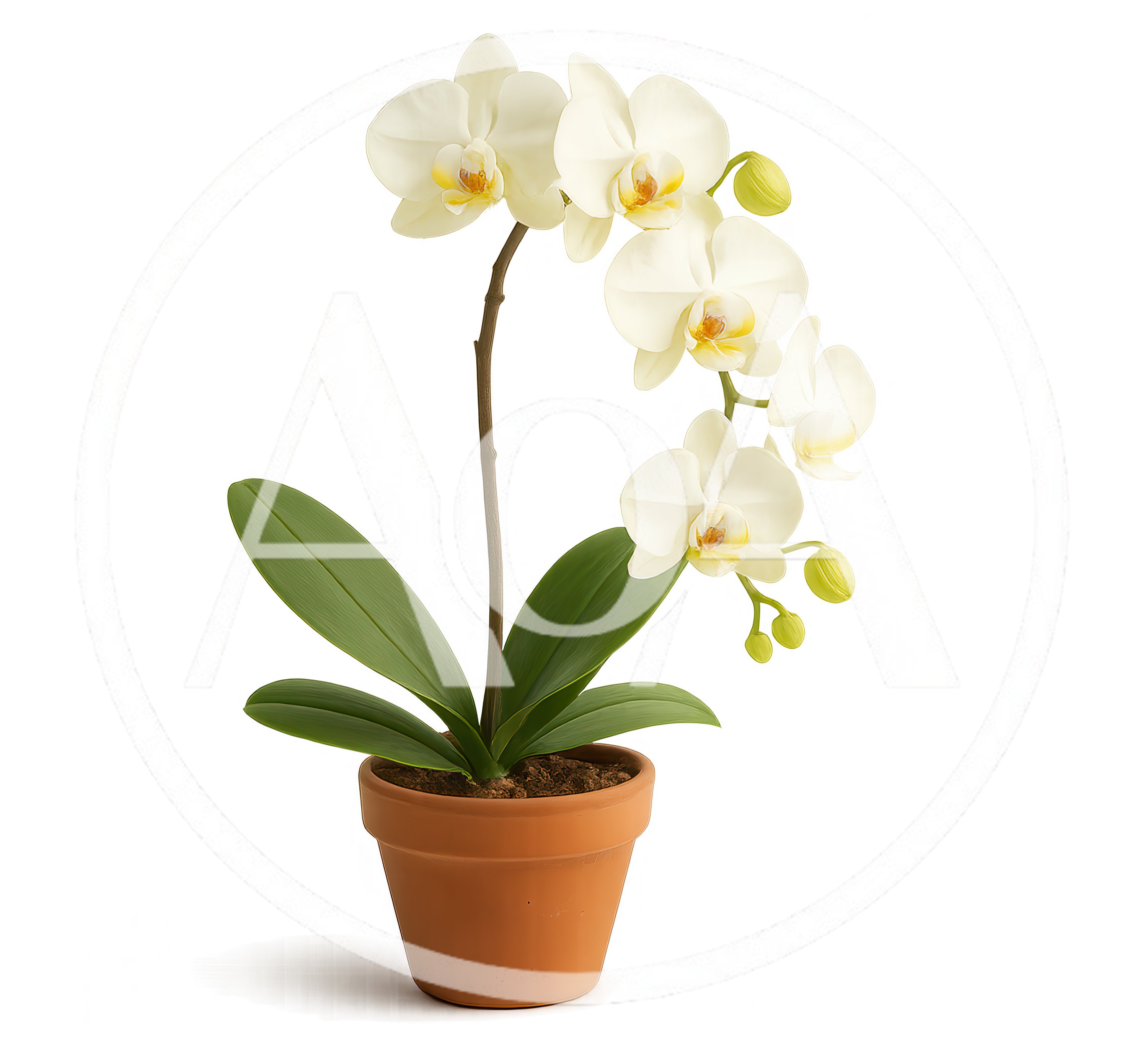 White Phalaenopsis Orchid Plant In A Terracotta Pot