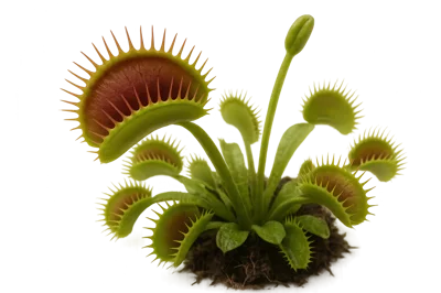 Venus Flytrap Plant With Open Traps