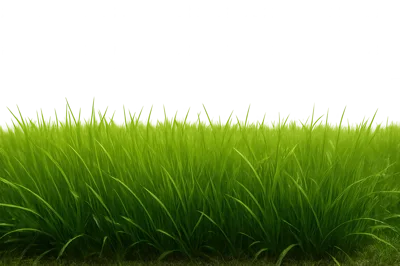 Vibrant Green Grass Field Close Up