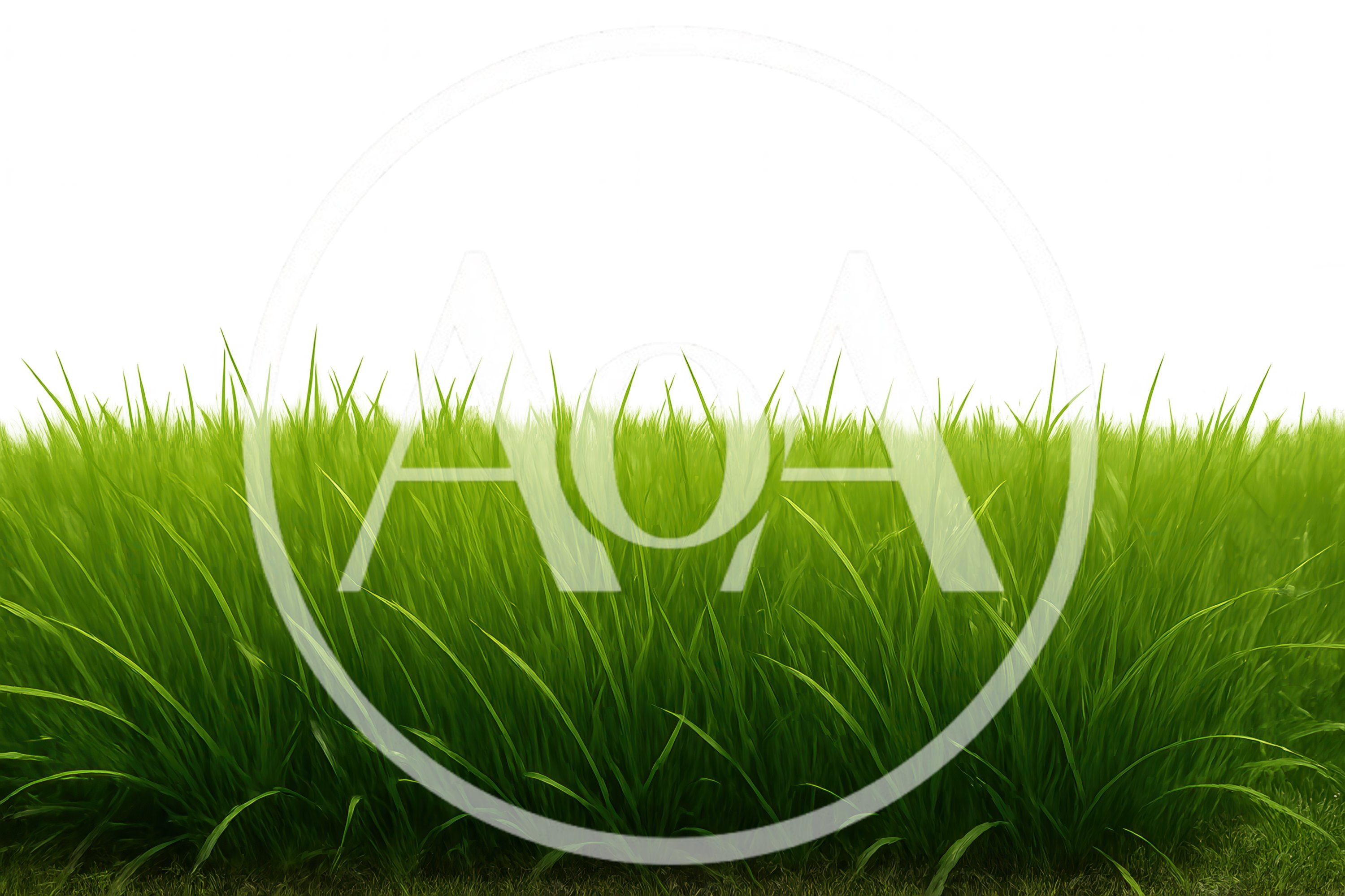 Vibrant Green Grass Field Close Up