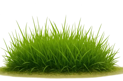 Lush Green Grass Clump Isolated On White Background