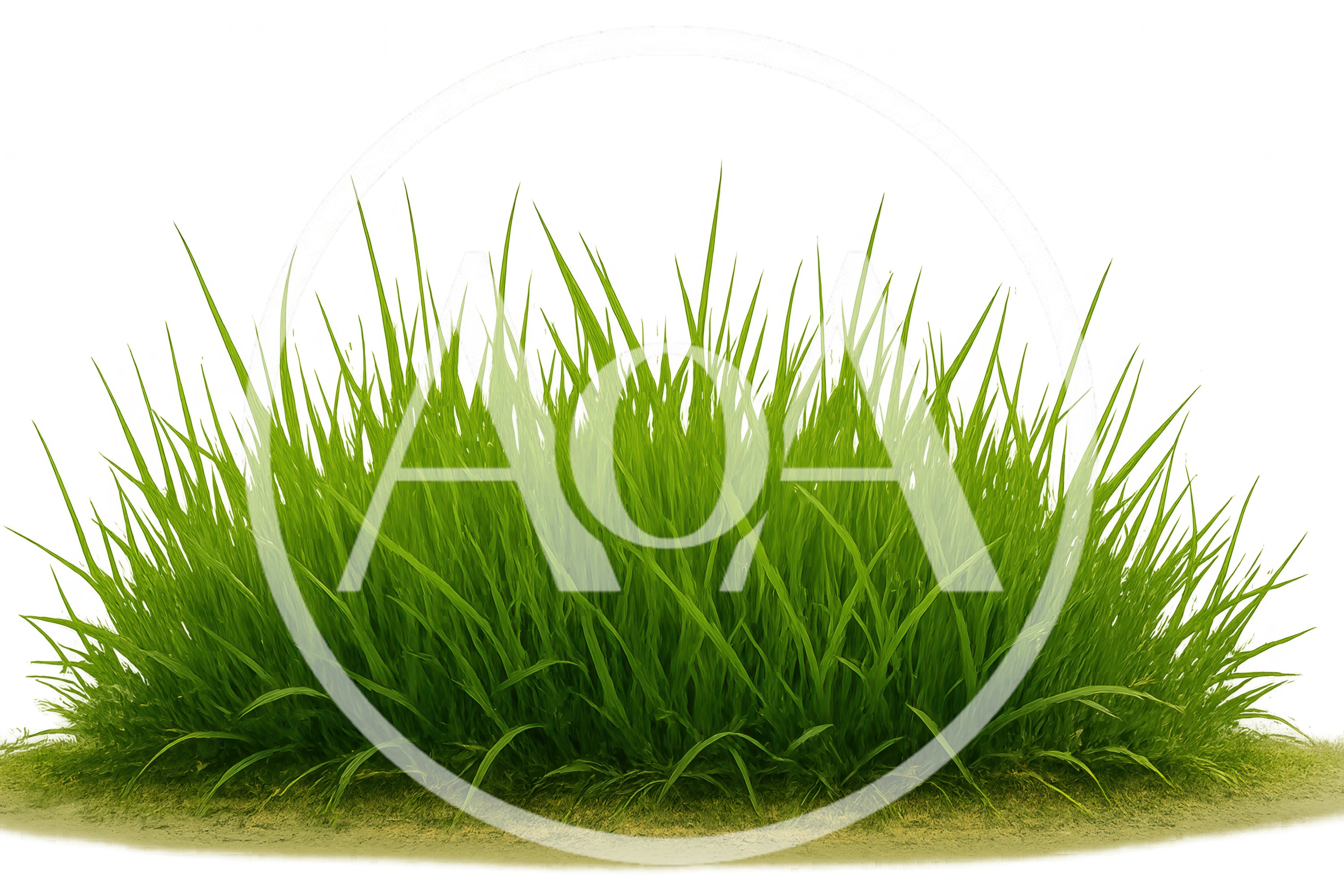 Lush Green Grass Clump Isolated On White Background