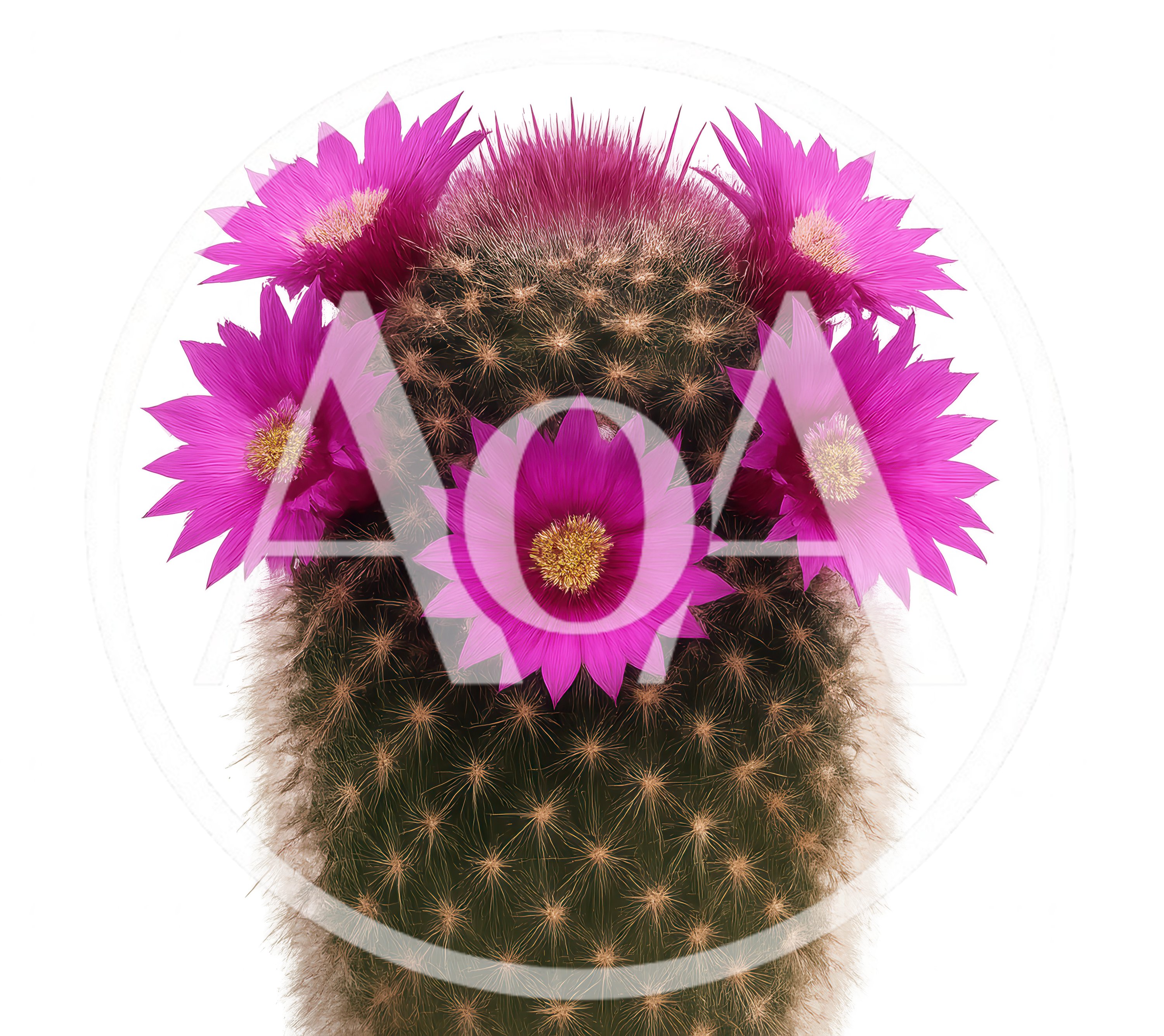Blooming Mammillaria Cactus With Vibrant Pink Flowers