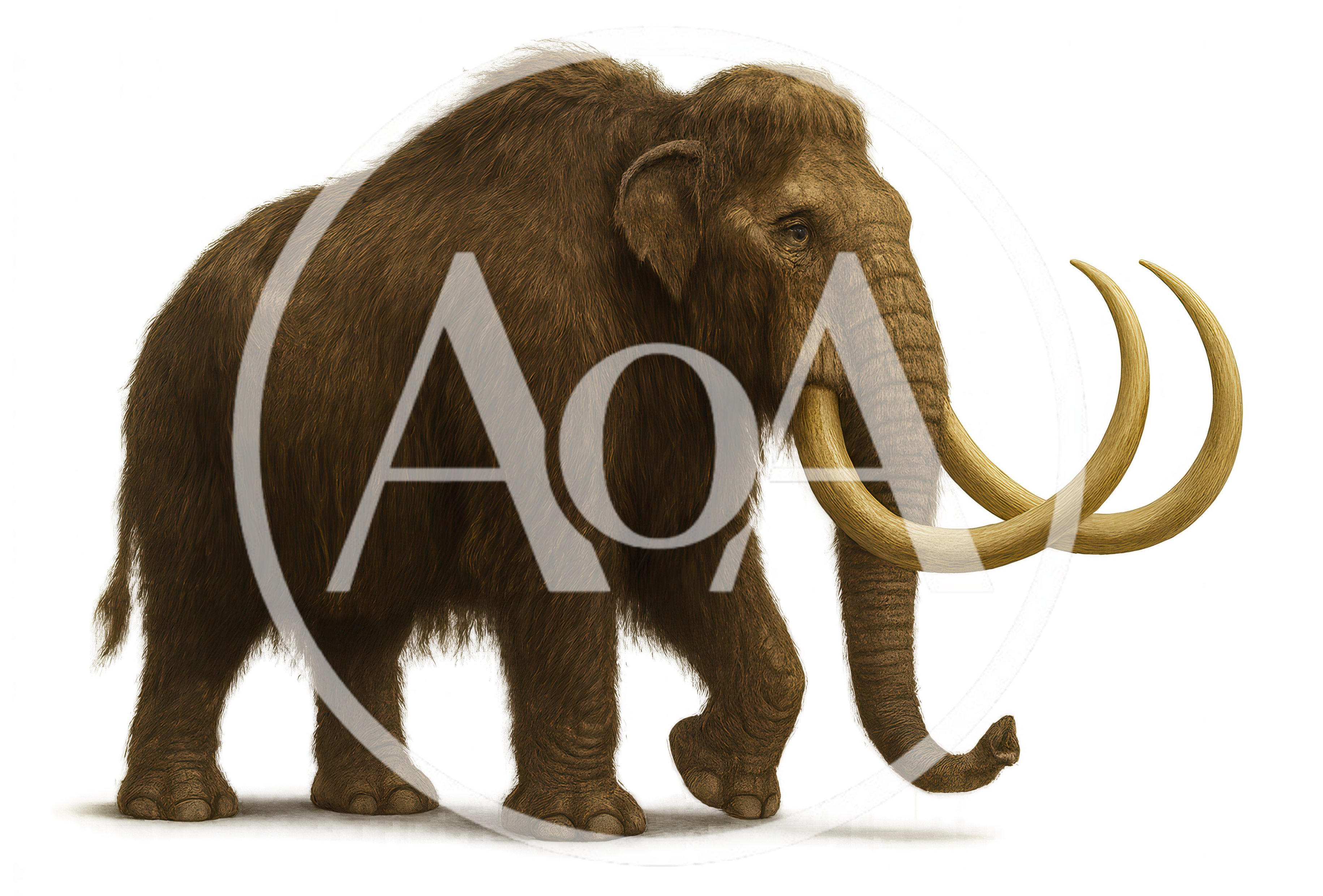 Woolly Mammoth Walking In A Prehistoric Landscape