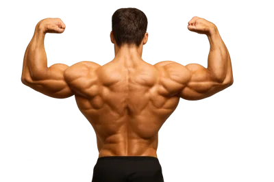 Muscular Bodybuilder Posing Back Double Bicep