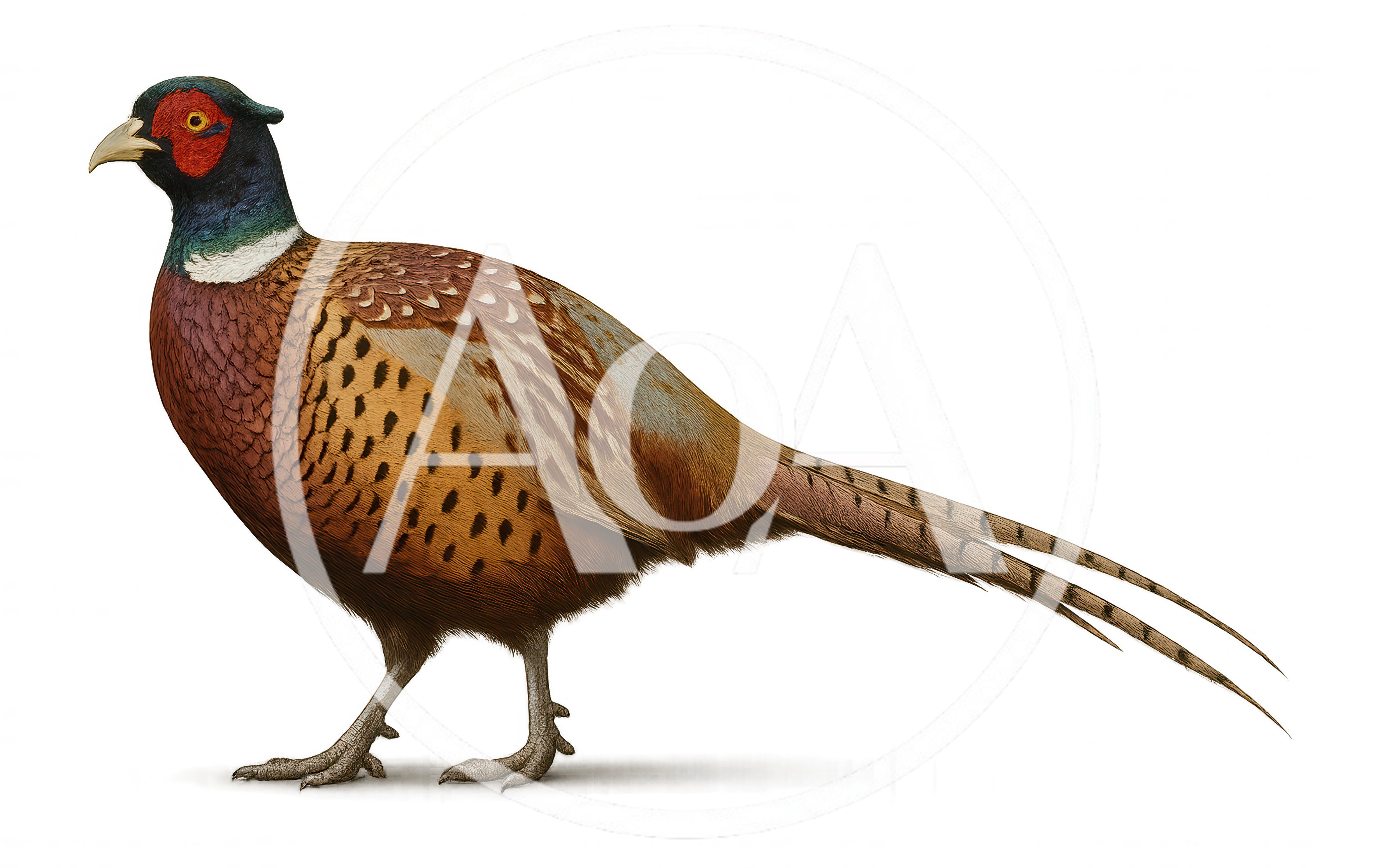 Common Pheasant Standing In Profile View
