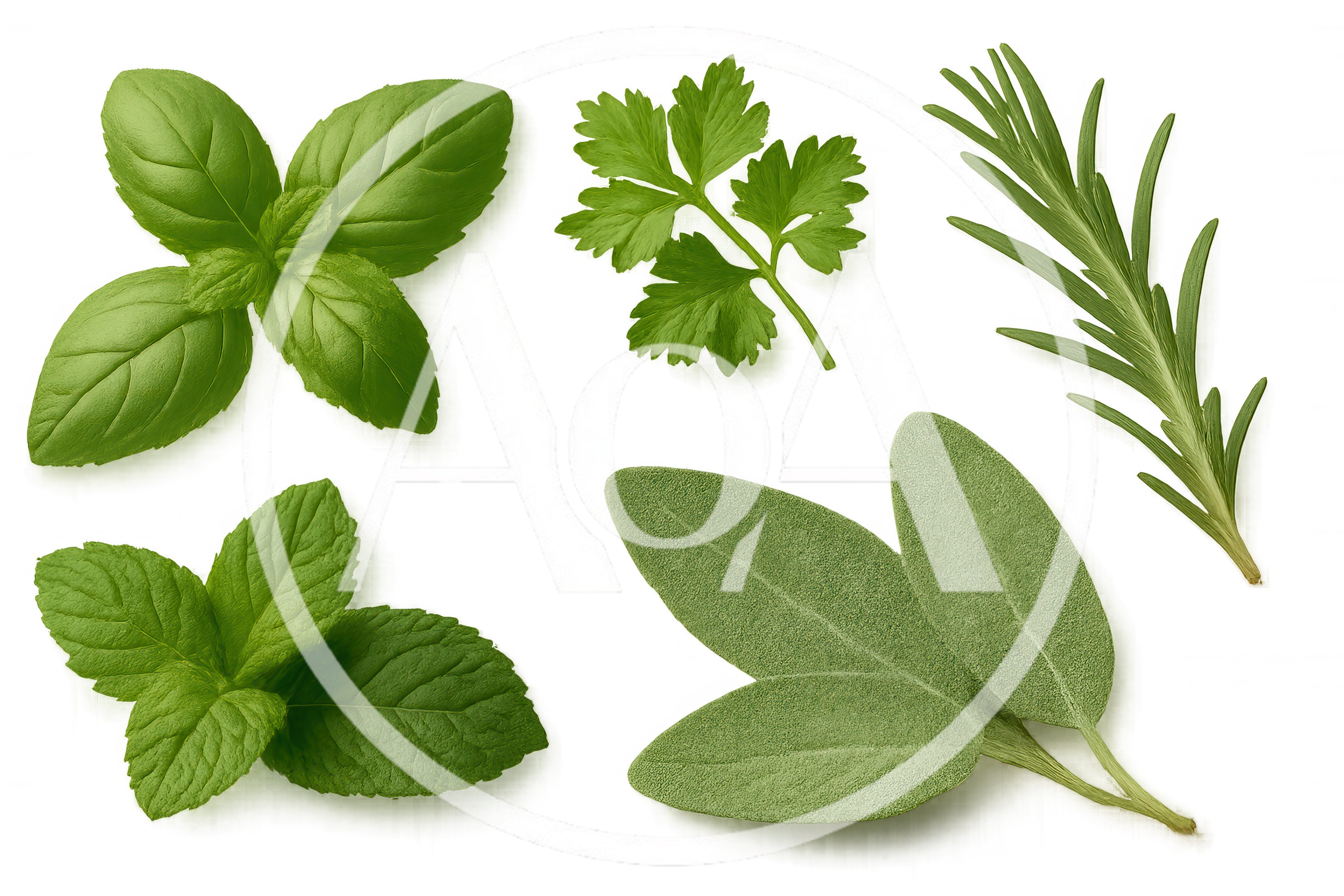 Fresh Culinary Herbs Arranged On A Green Background