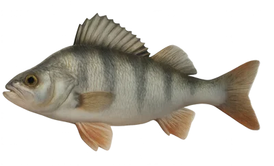 European Perch Fish Isolated On White Background