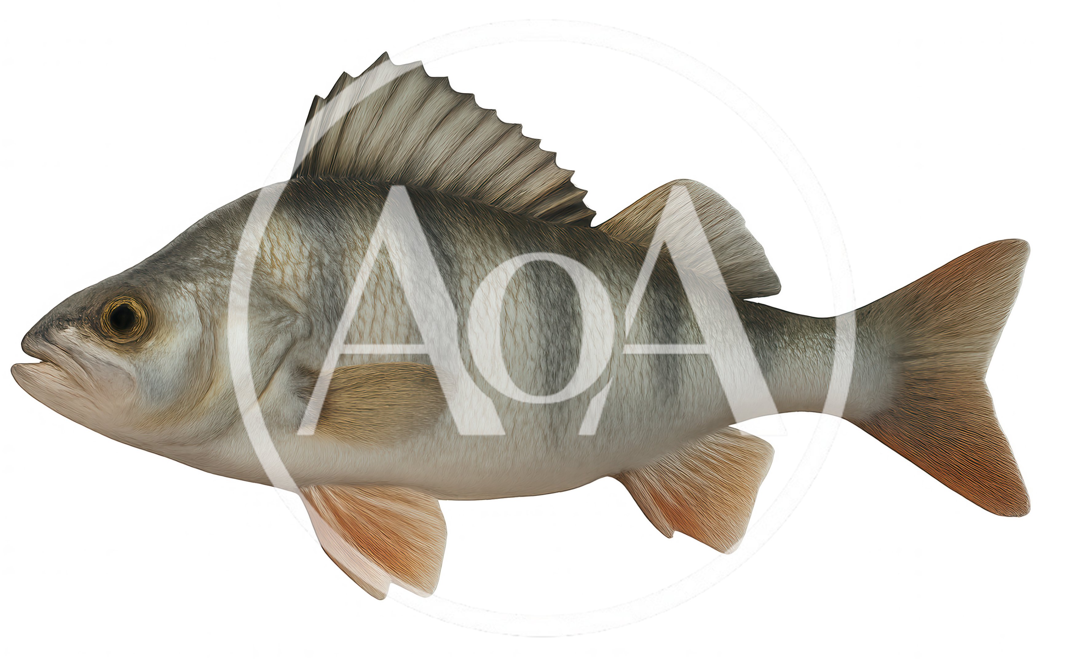 European Perch Fish Isolated On White Background