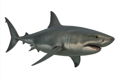 Great White Shark Swimming Isolated On White Background