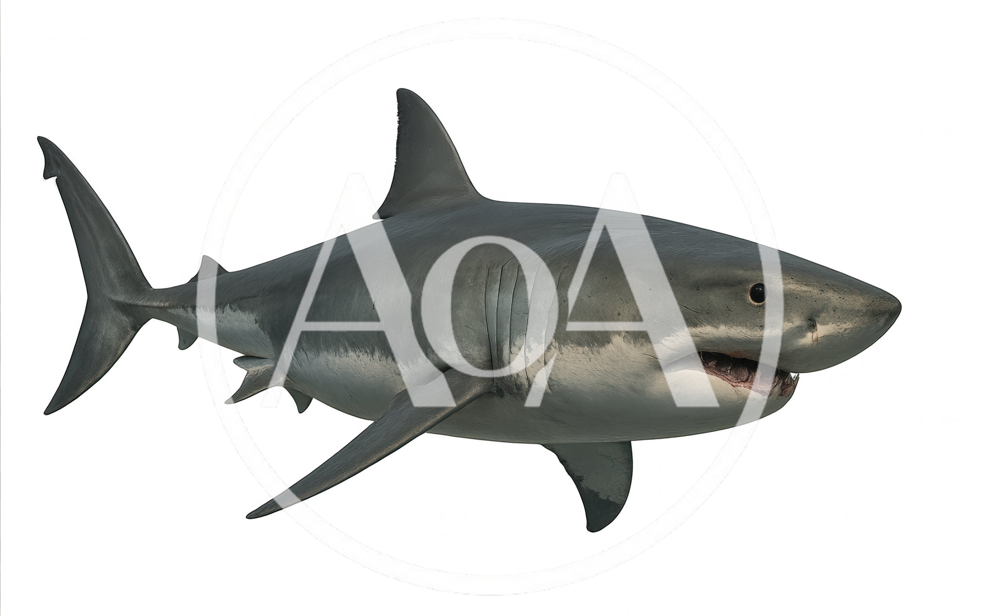 Great White Shark Swimming Isolated On White Background