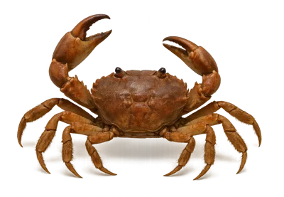 Brown Edible Crab Isolated On Plain Background