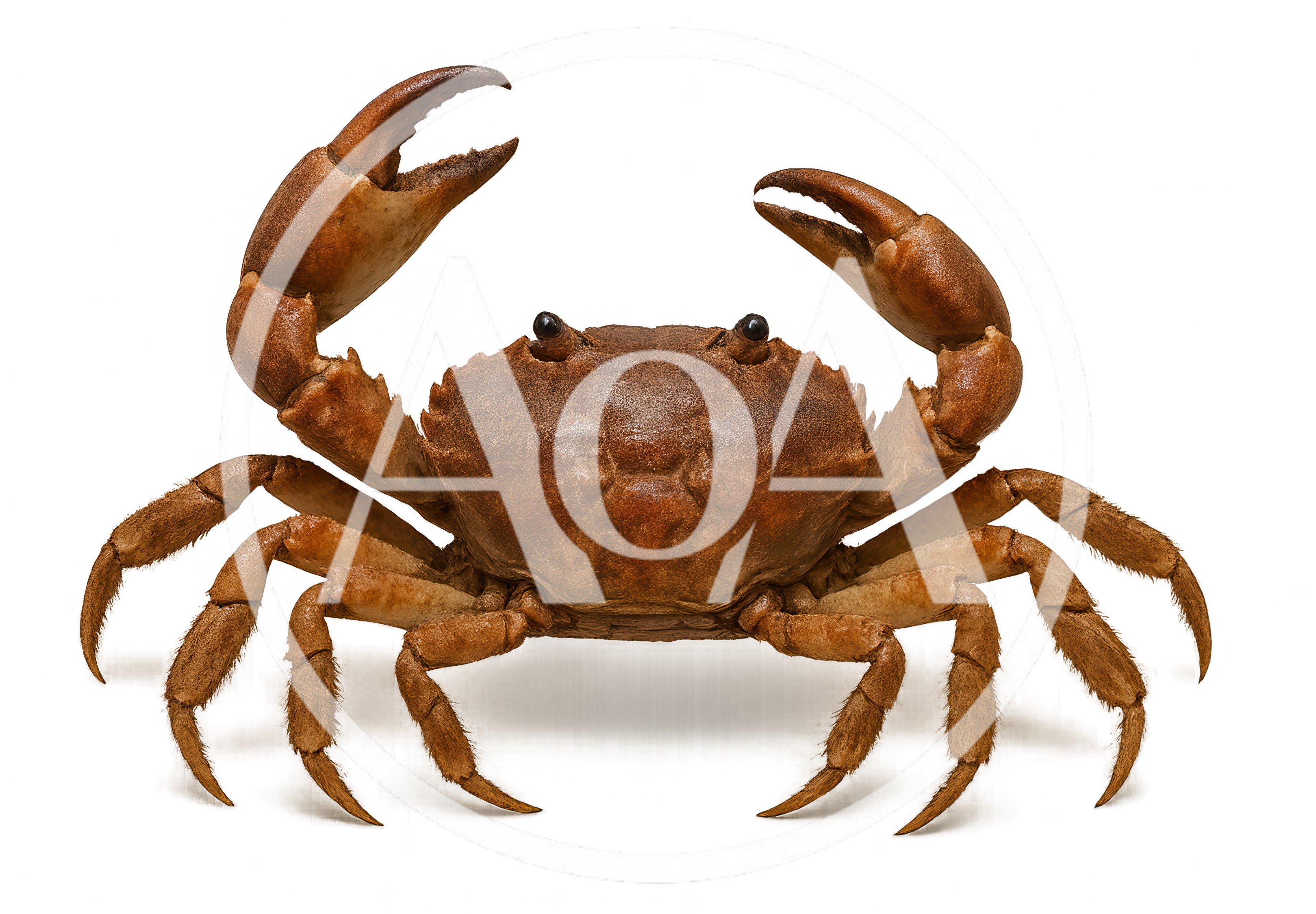 Brown Edible Crab Isolated On Plain Background