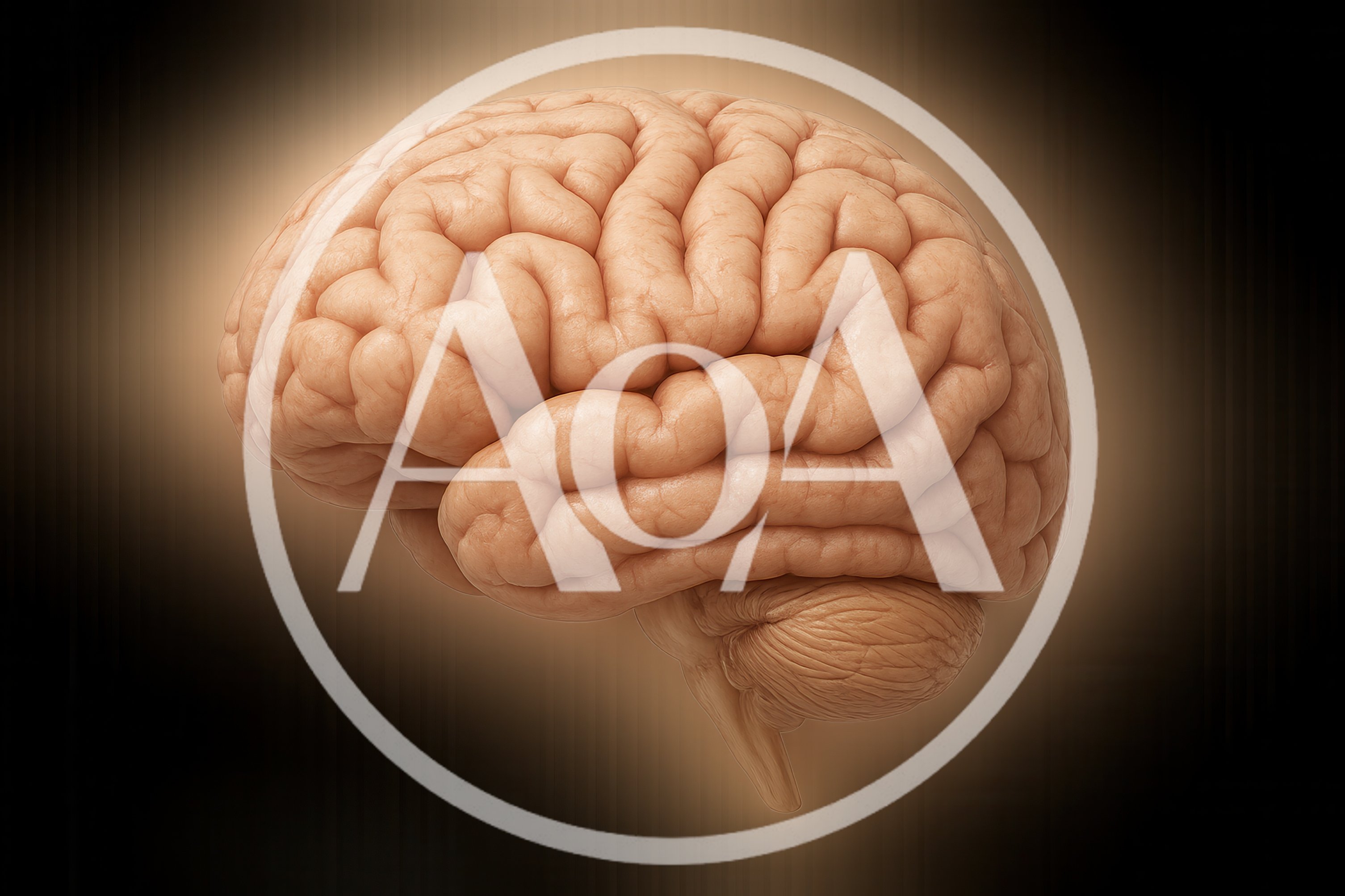 Anatomically Correct Human Brain Model