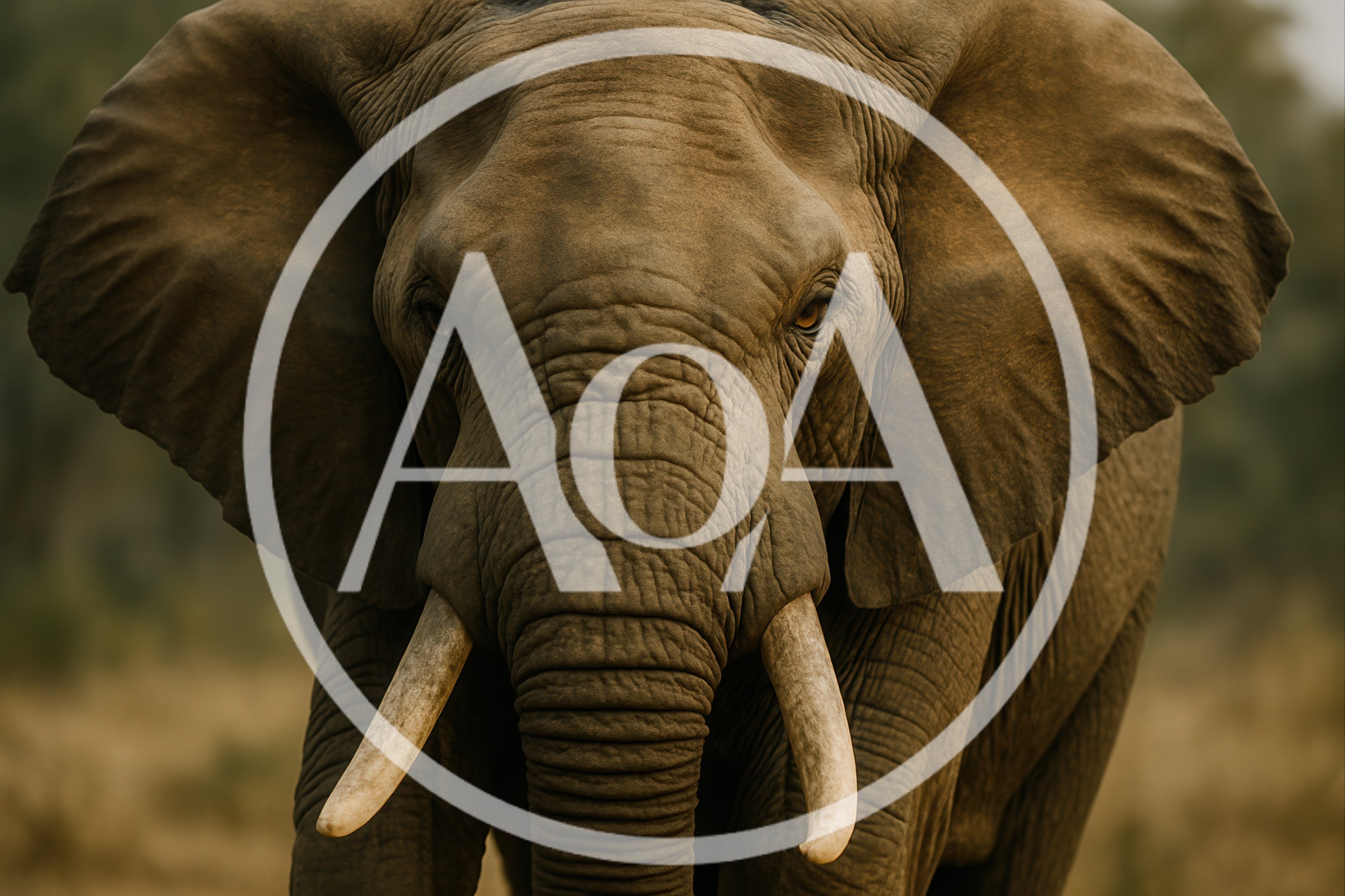 Majestic African Elephant Portrait In Natural Habitat