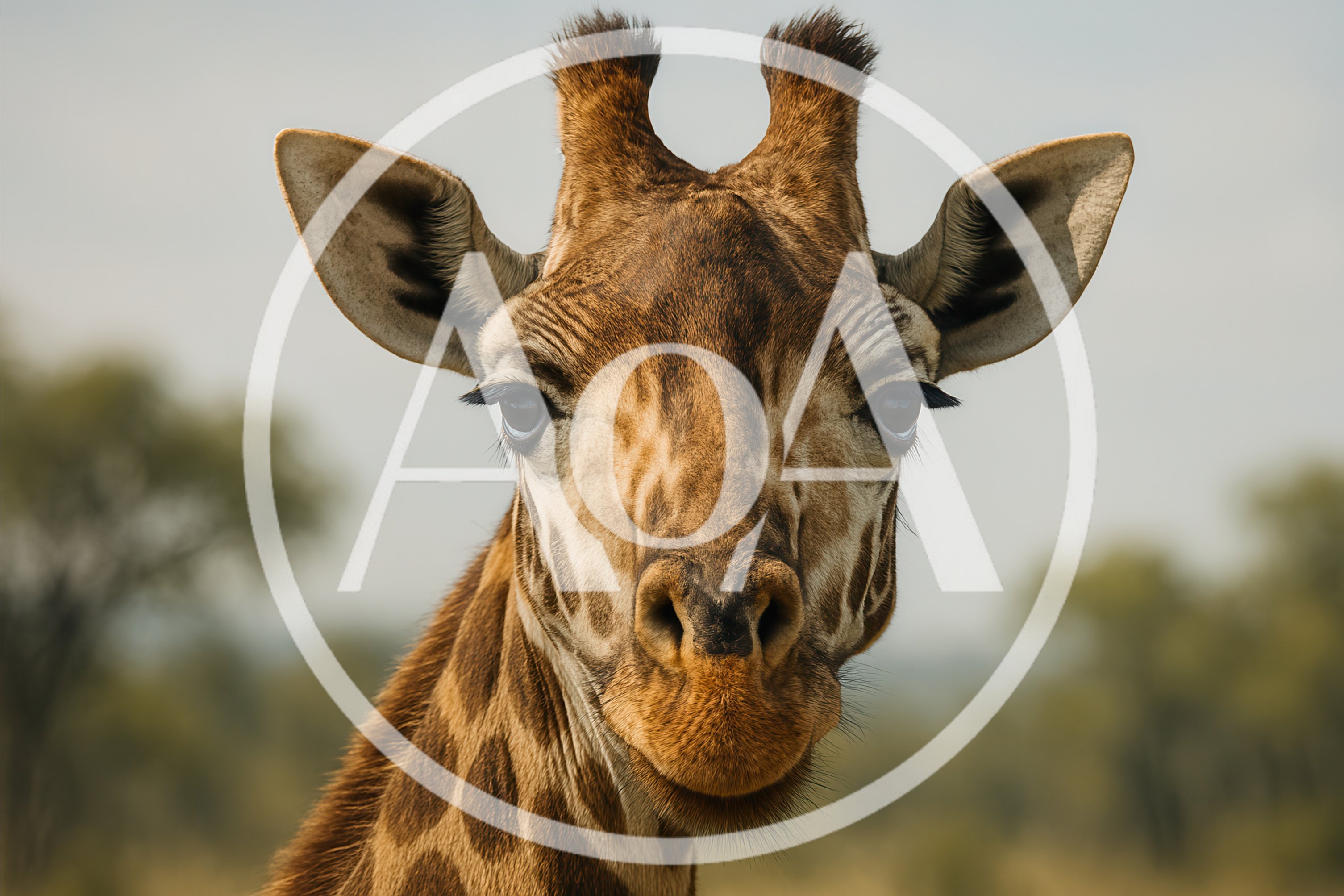 Close Up Portrait Of A Giraffe