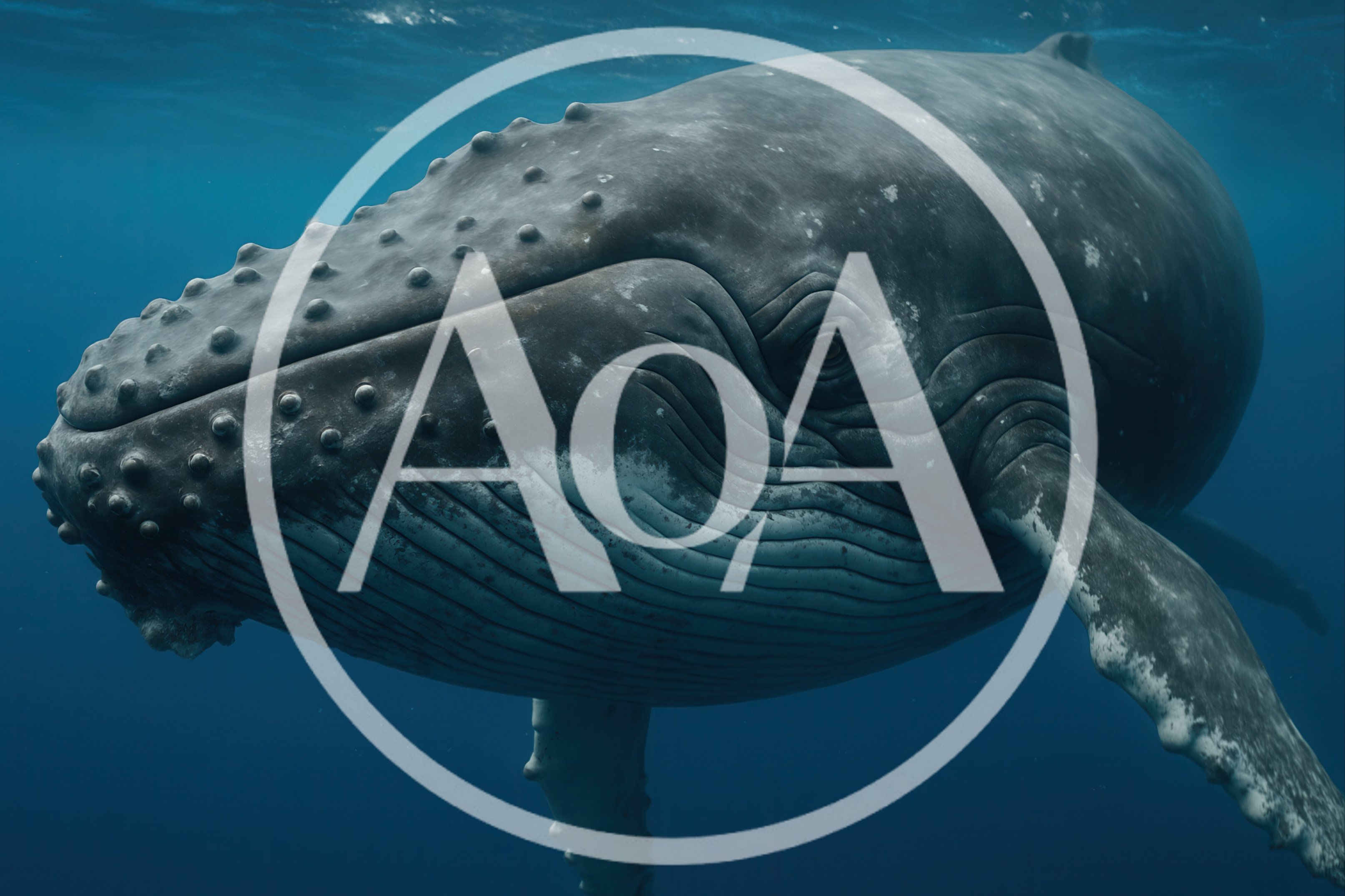 Humpback Whale Swimming Underwater In Deep Blue Ocean