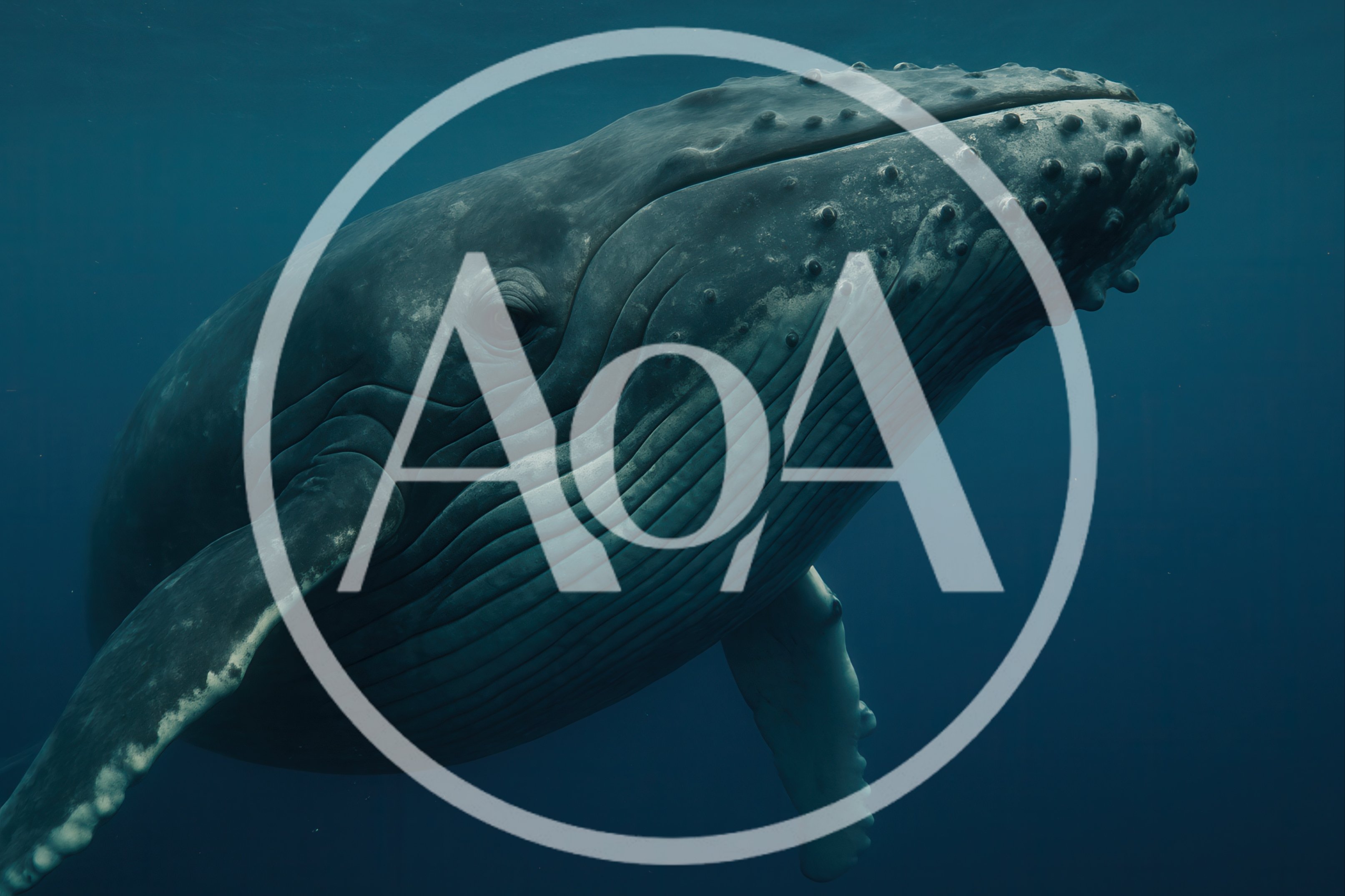 Humpback Whale Swimming Underwater In Deep Blue Ocean