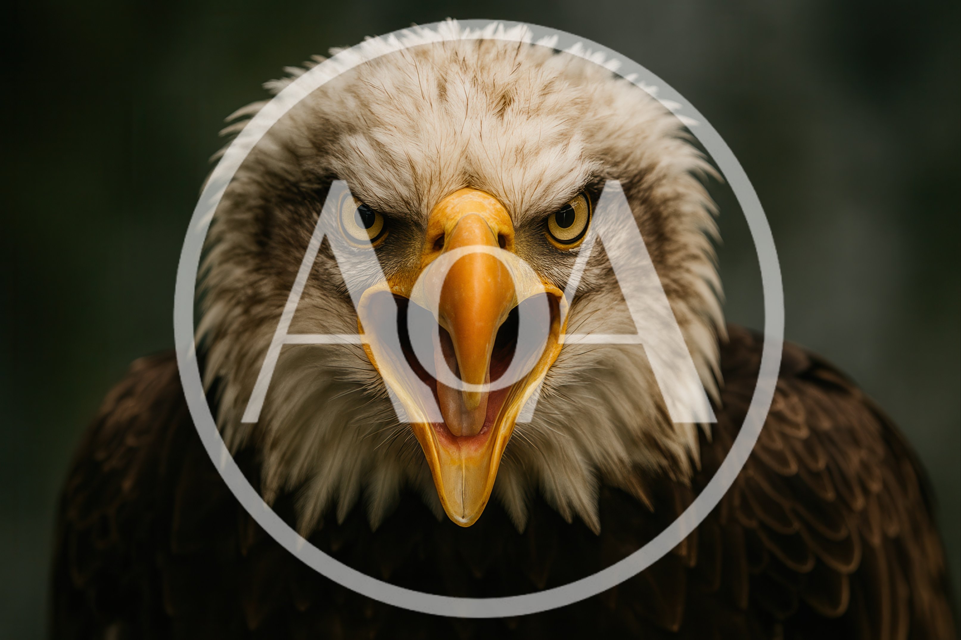 Close Up Portrait Of A Screaming Bald Eagle