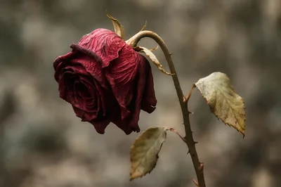 Single Withered Red Rose Against Blurred Background