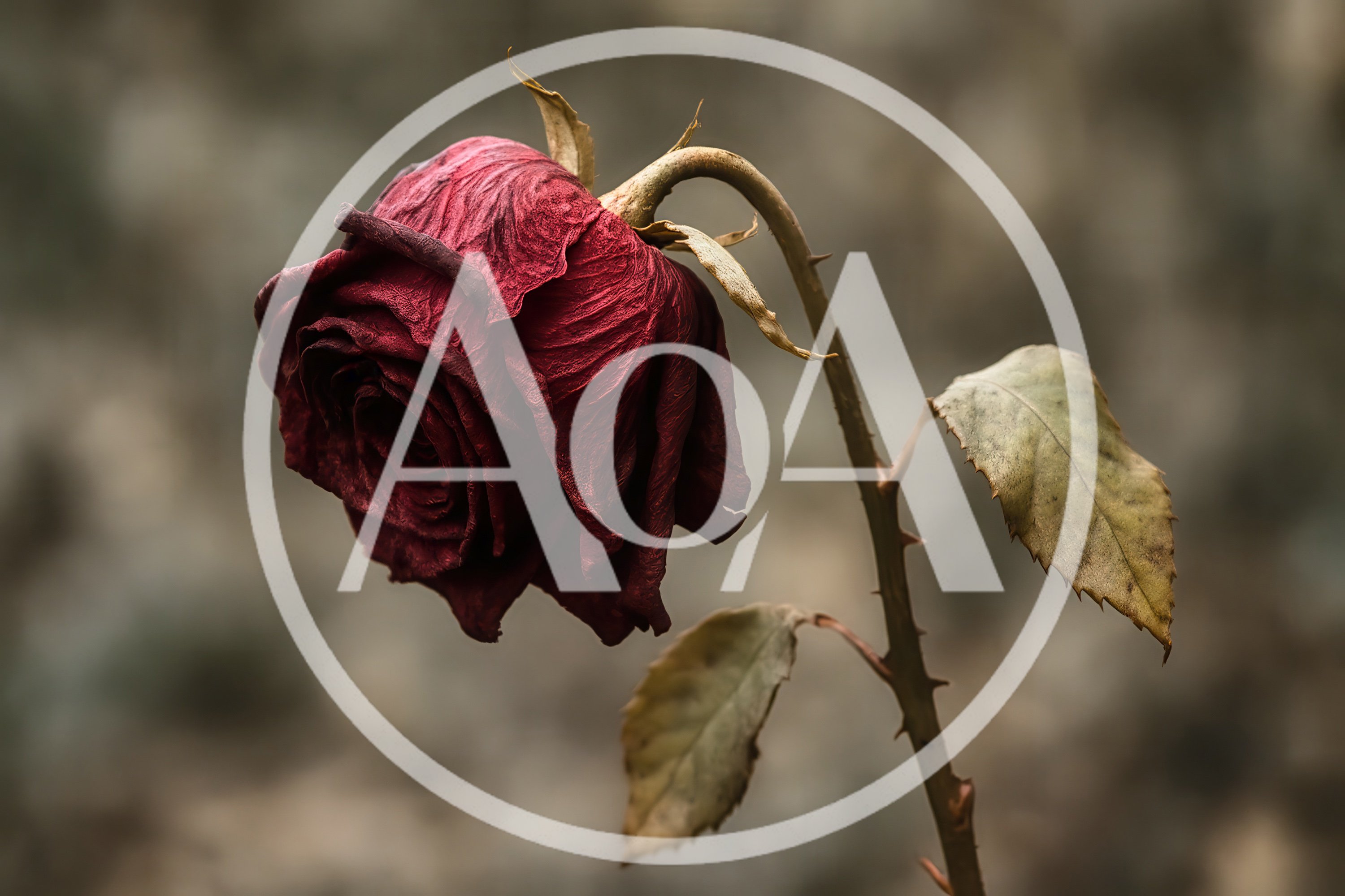 Single Withered Red Rose Against Blurred Background