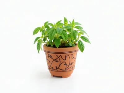 Small Potted Green Plant in Decorative Terracotta Pot